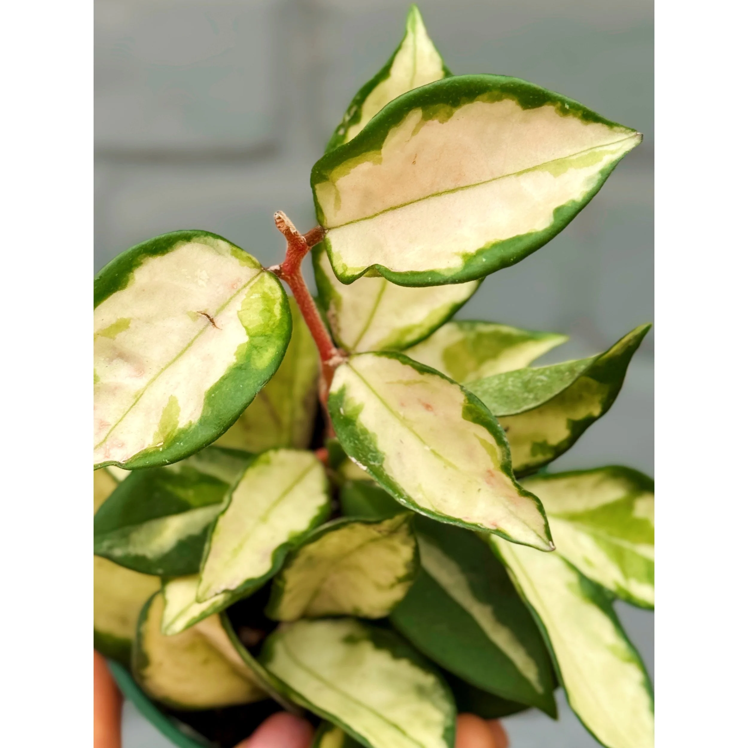 Hoya Carnosa Tricolor 'Krimson Princess' (High Color)