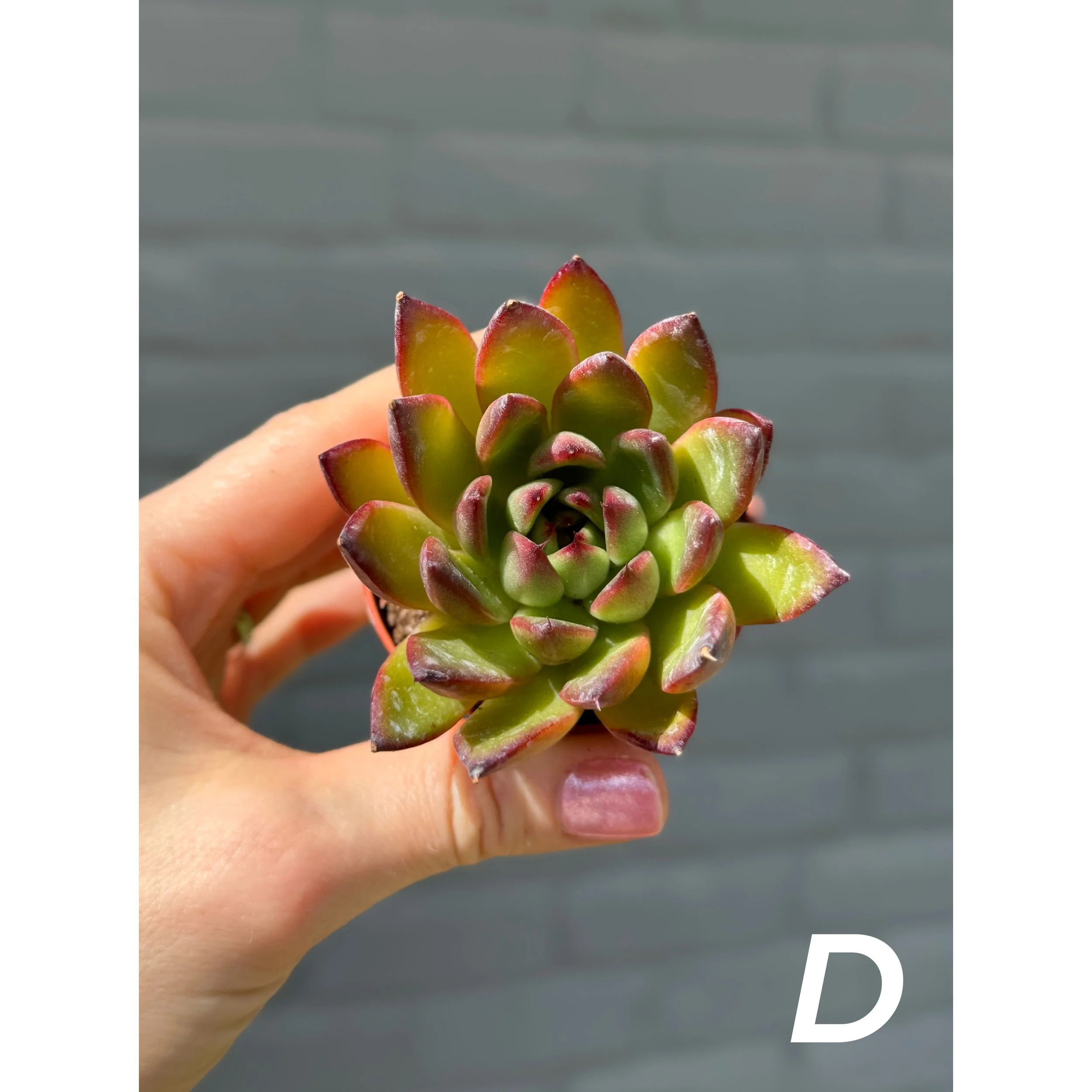 Assorted Colorful Succulents