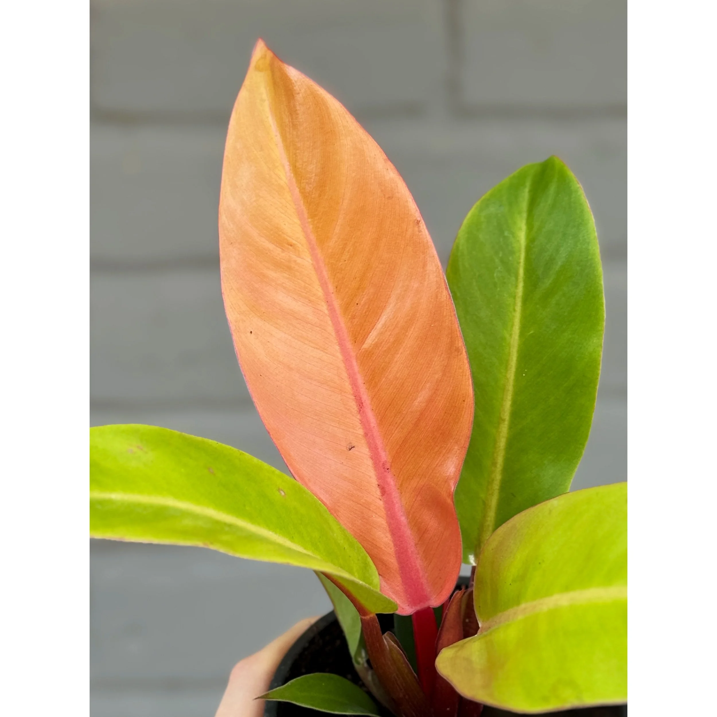 Philodendron 'Prince of Orange'