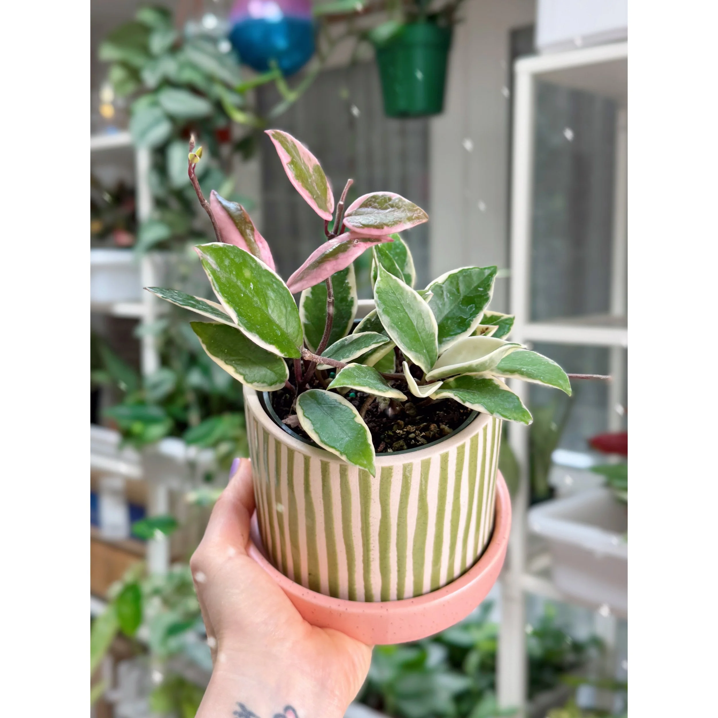 Hoya Carnosa 'Krimson Queen' in Watermelon Stripe Pot