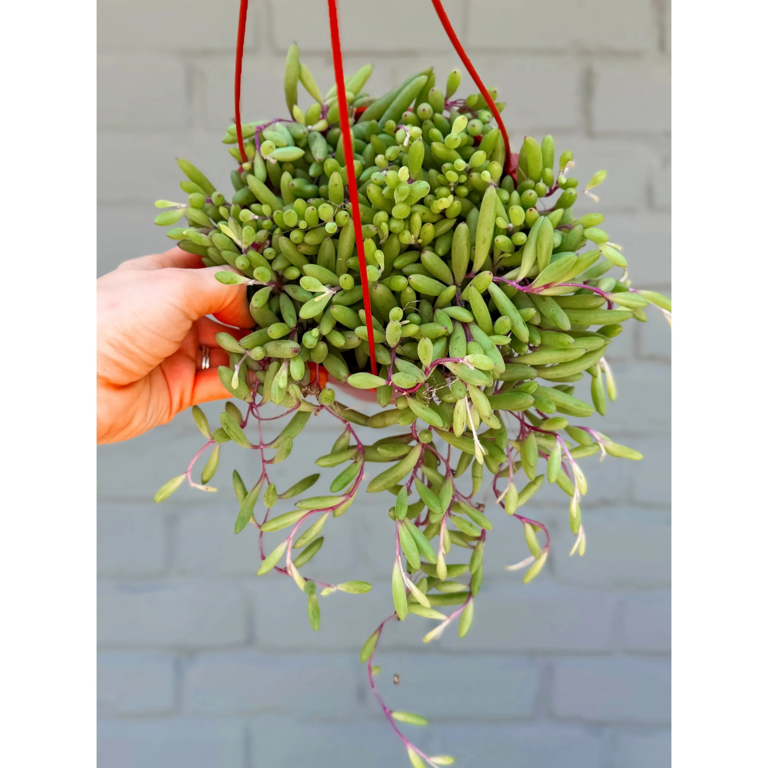 Othonna Capensis 'Ruby Necklace'