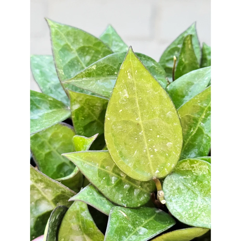 Hoya Parasitica Black Margin 4