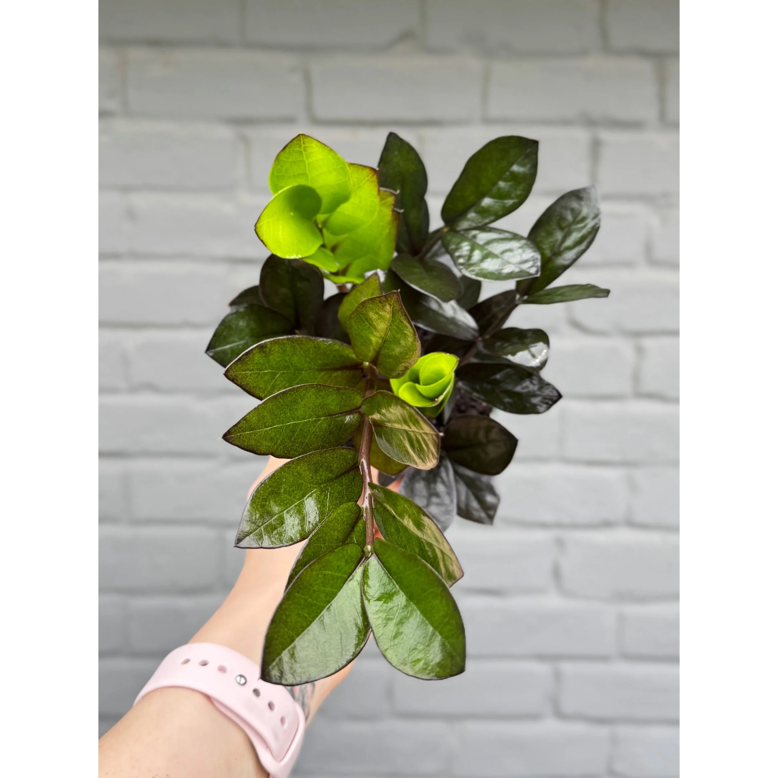 Raven ZZ Plant 'Black Queen'