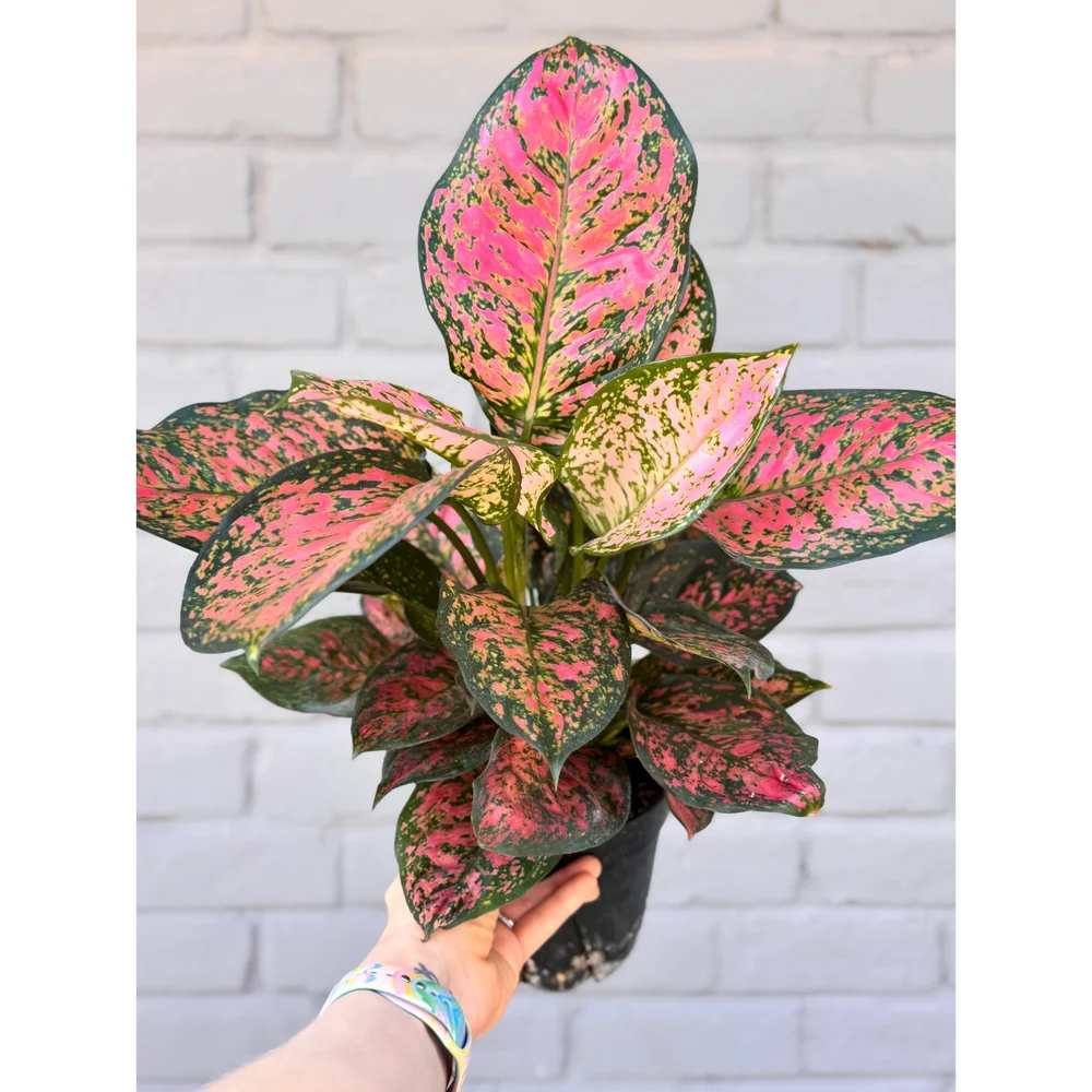 その他観葉植物 2 Aglaonema Medusa fit=scale-down,w=1200