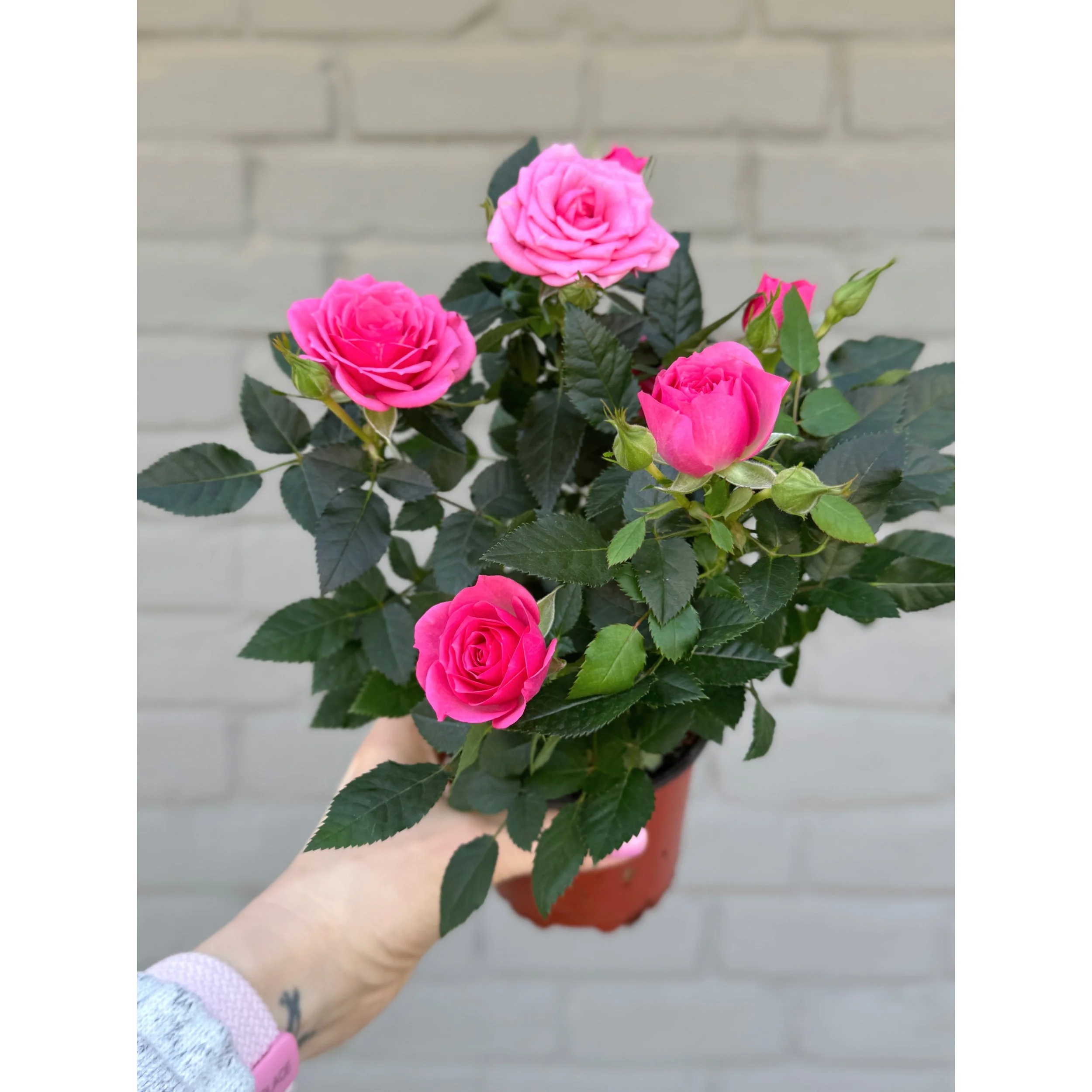 Pink Rose Bush 4.5"