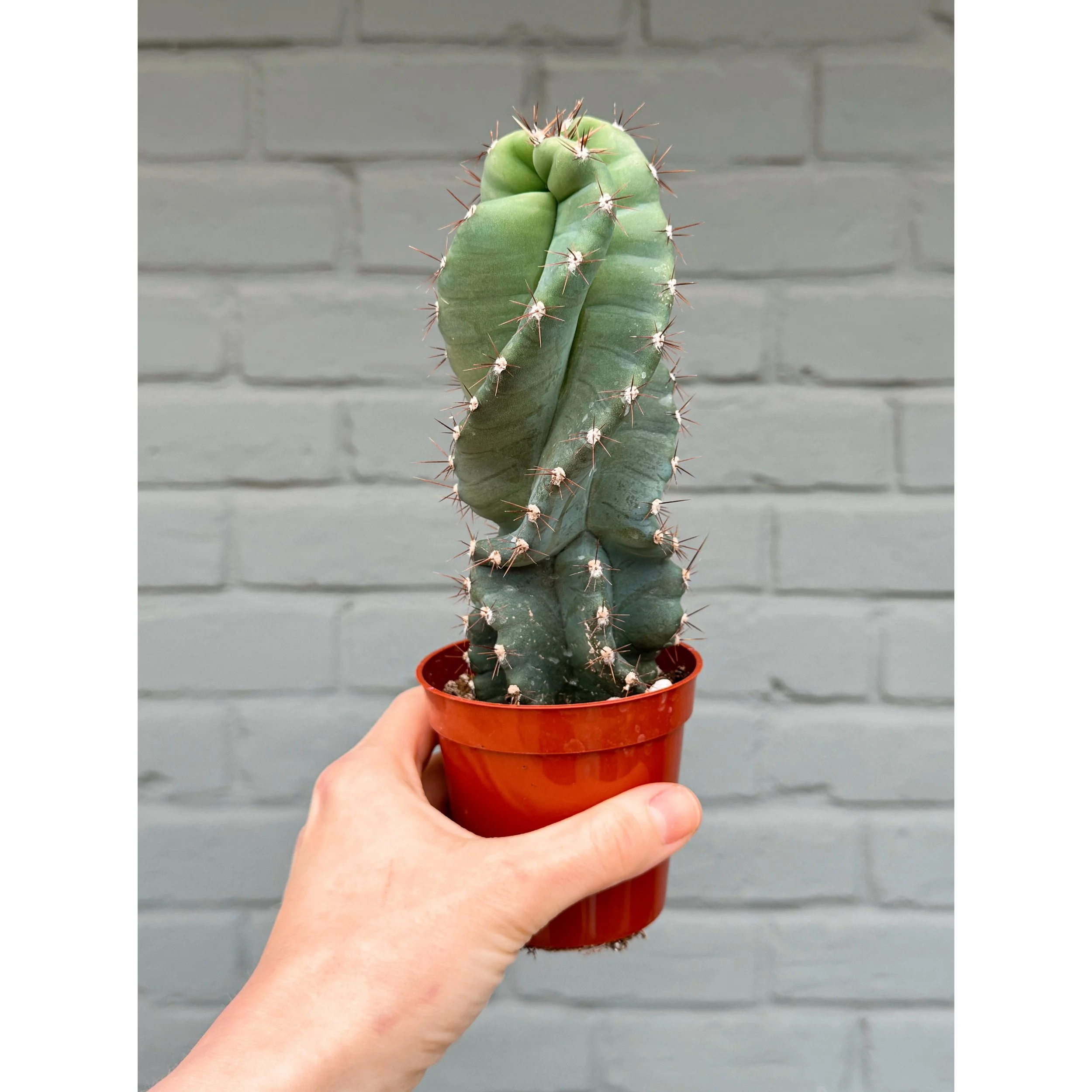 Cereus Forbesii 'Spiralis' - Spiral Cactus