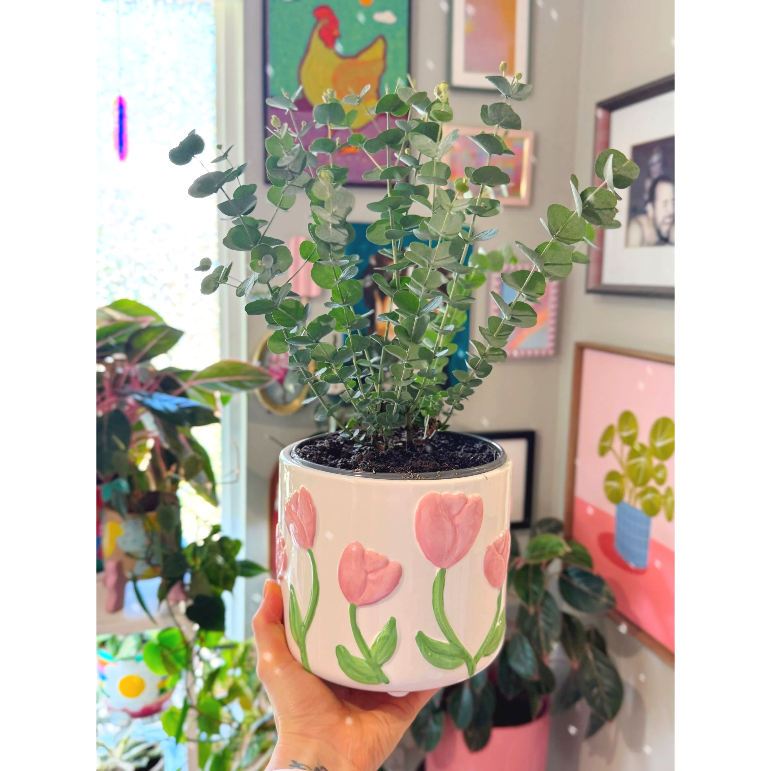 Glacier Eucalyptus in Tulip Pot