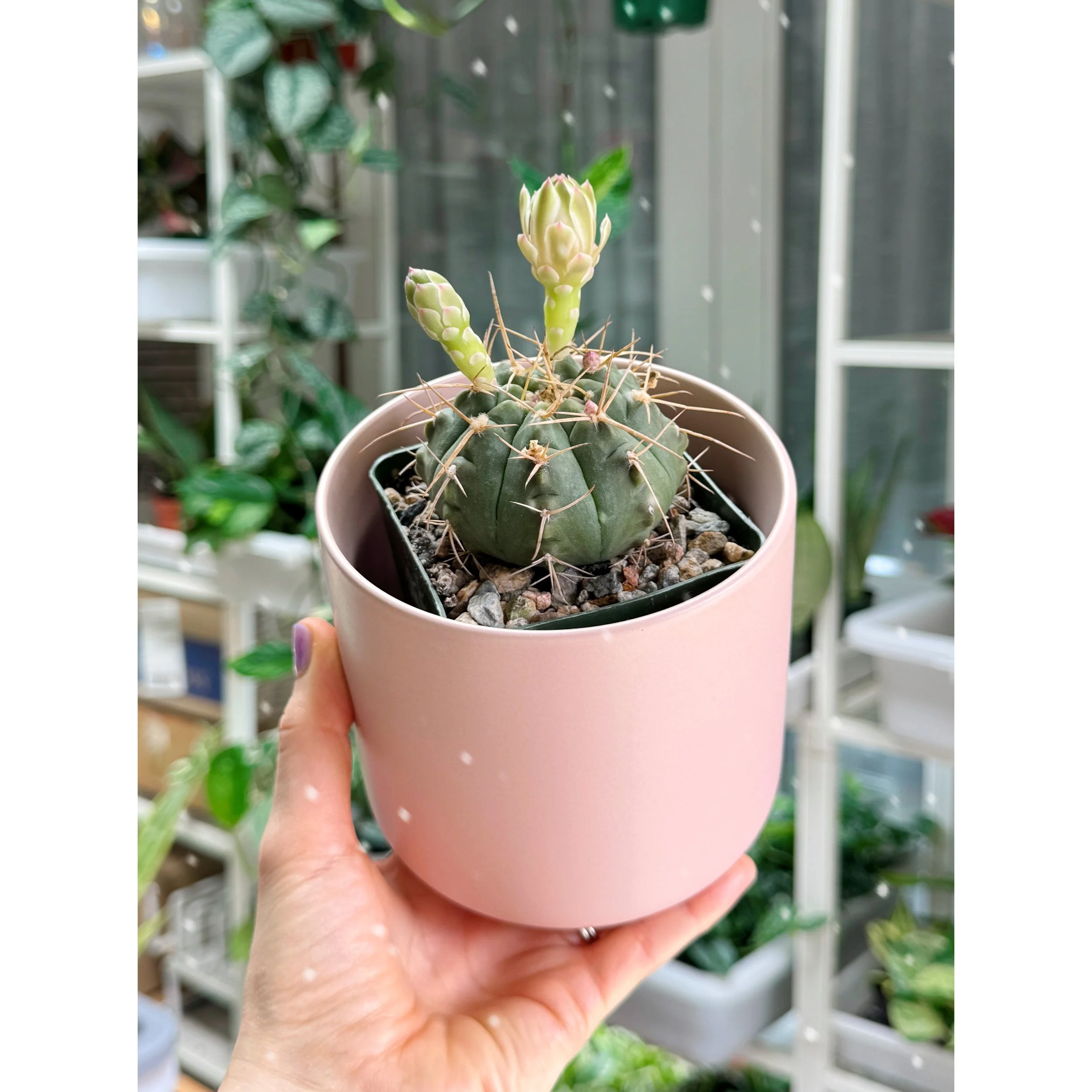 Gymnocalycium Cactus