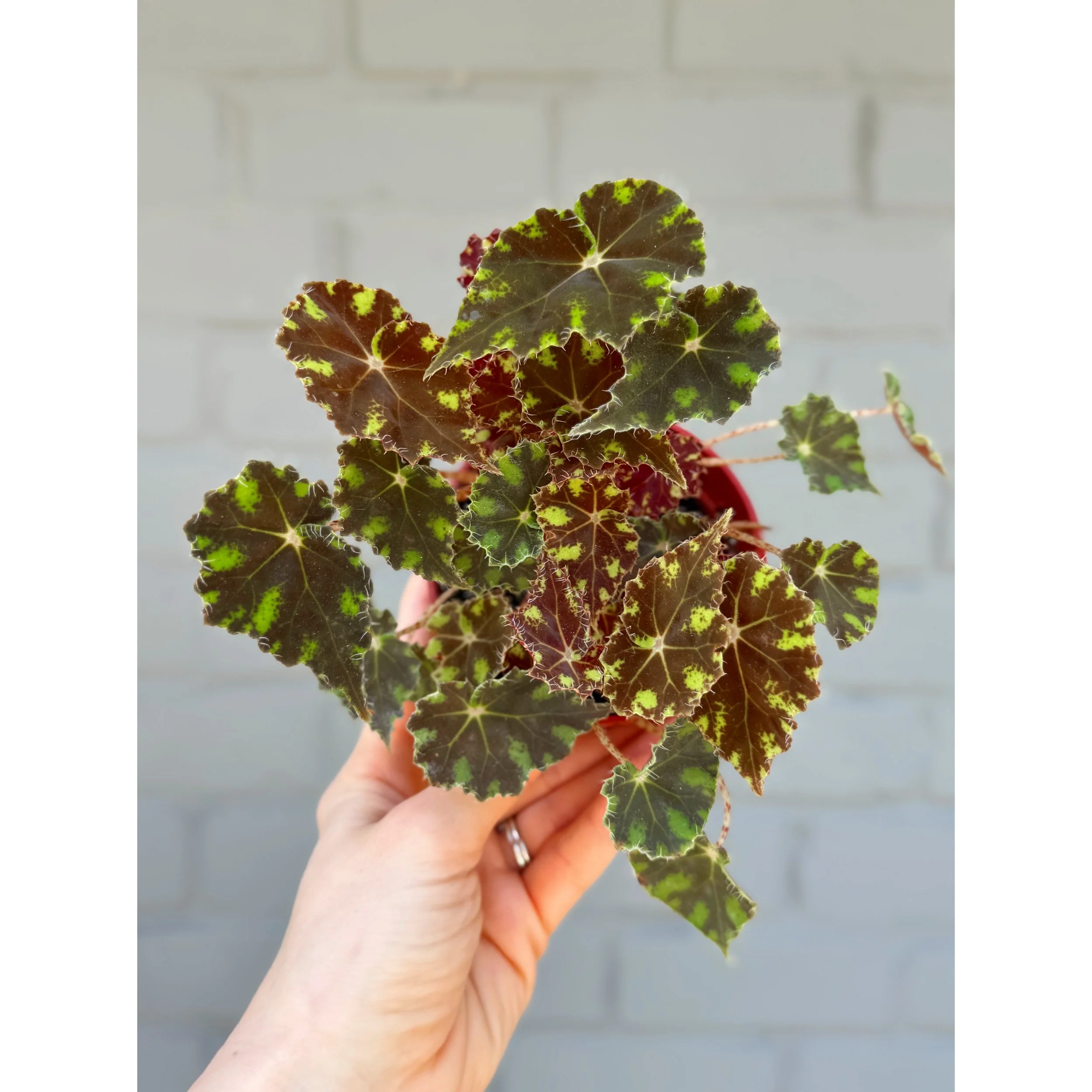 Begonia Bowerae 'Tiger Paws'