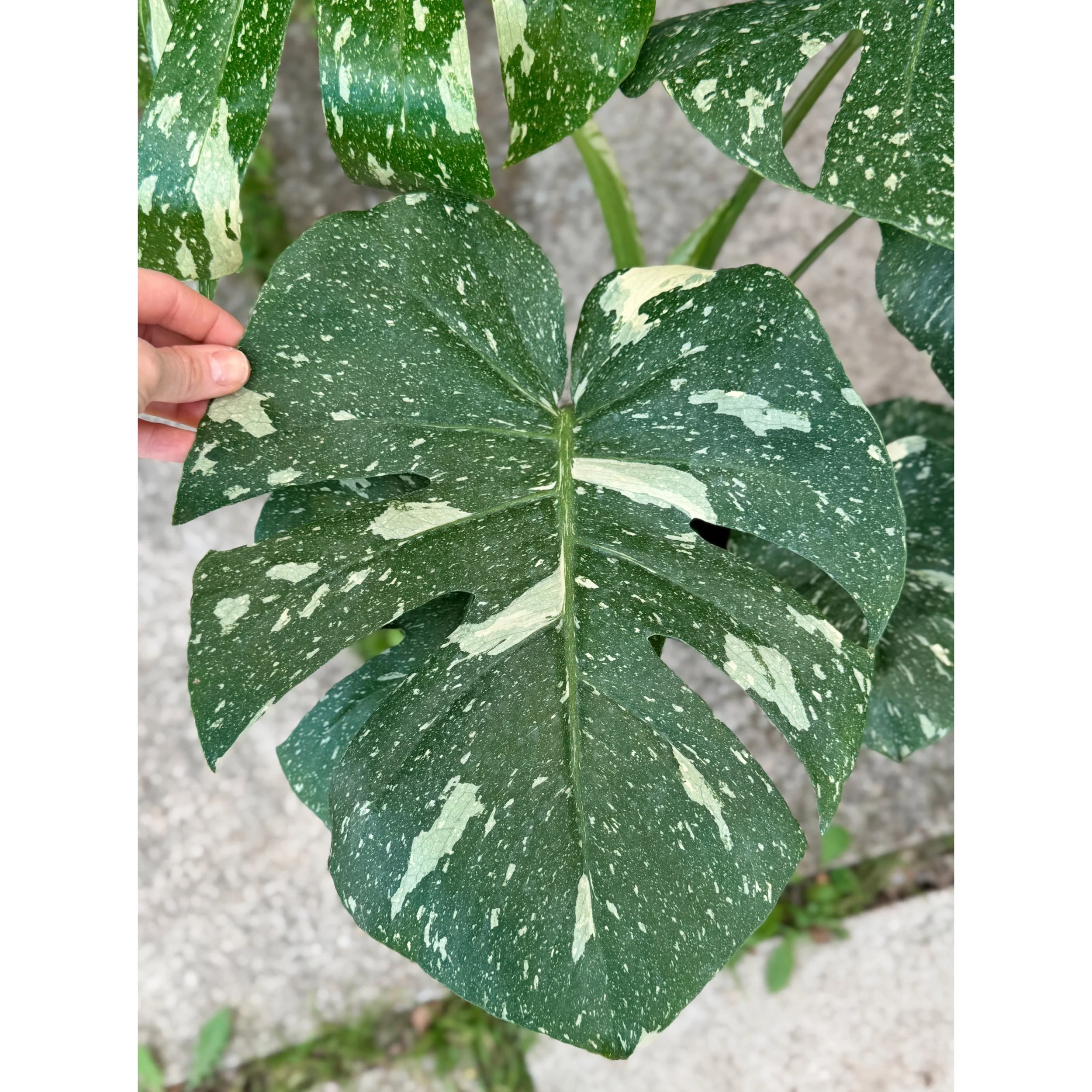 Monstera 'Thai Constellation' 8"