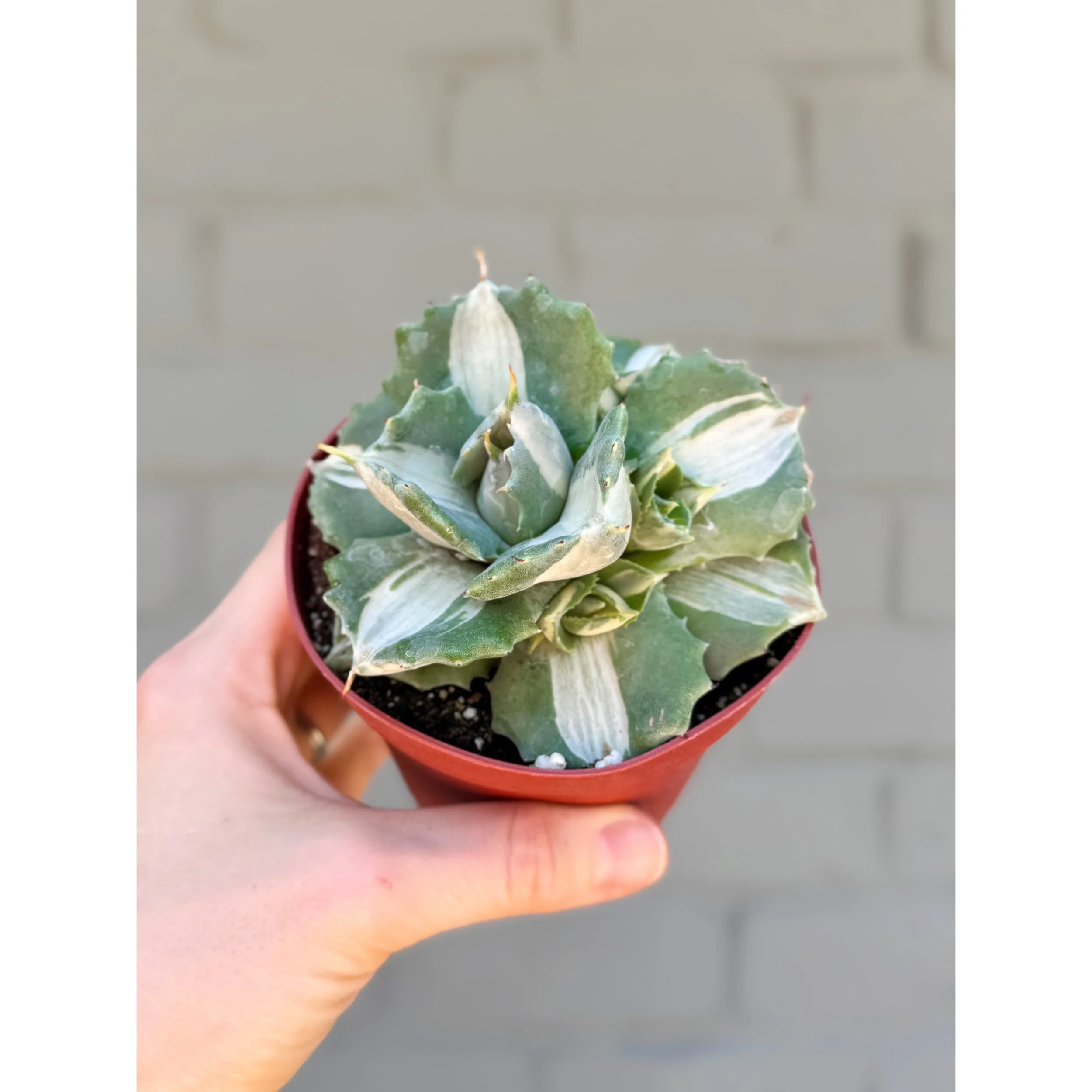Agave Isthmensis f. Mediopicta Alba 'Variegated Dwarf Butterfly Agave'