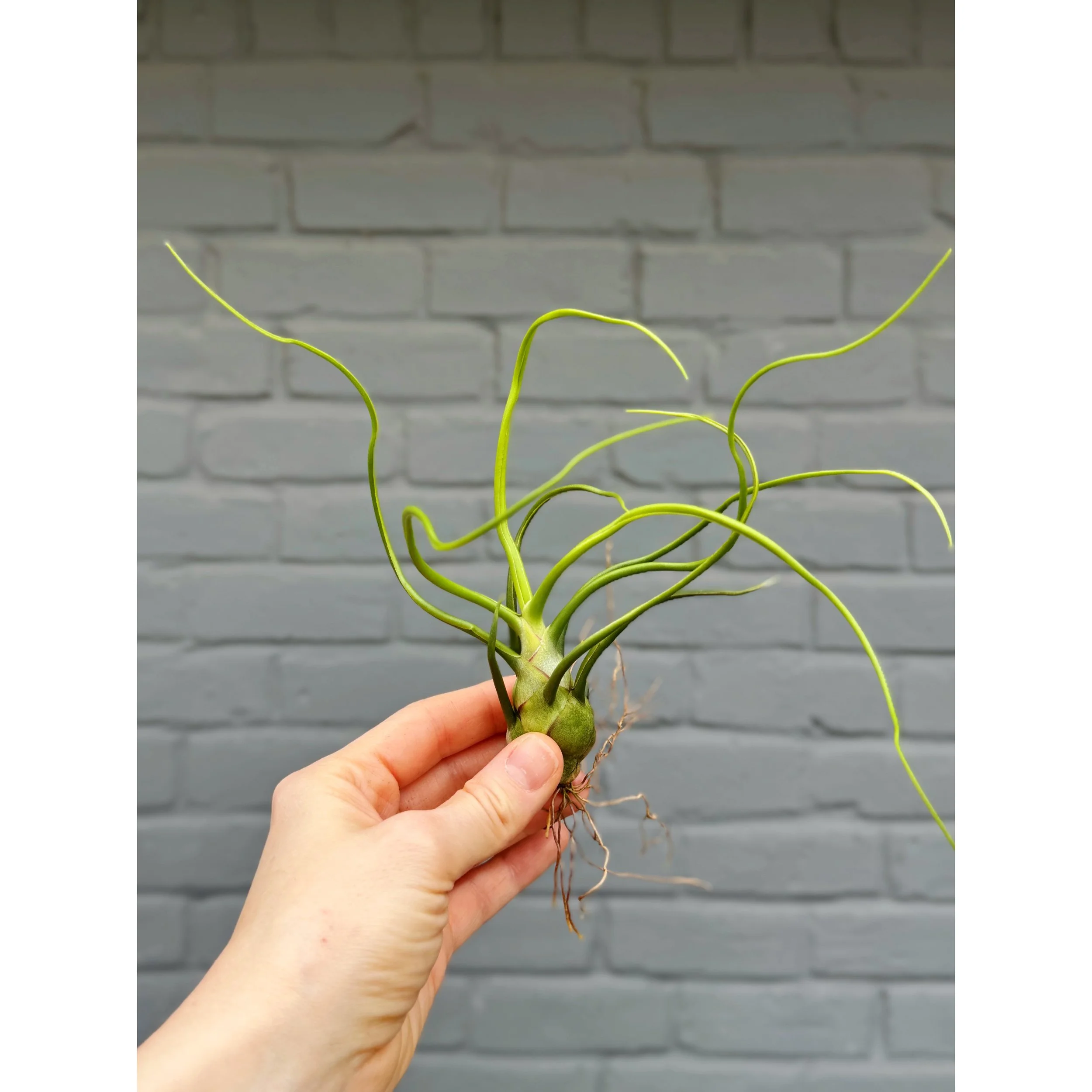 Tillandsia Bulbosa Guatemala