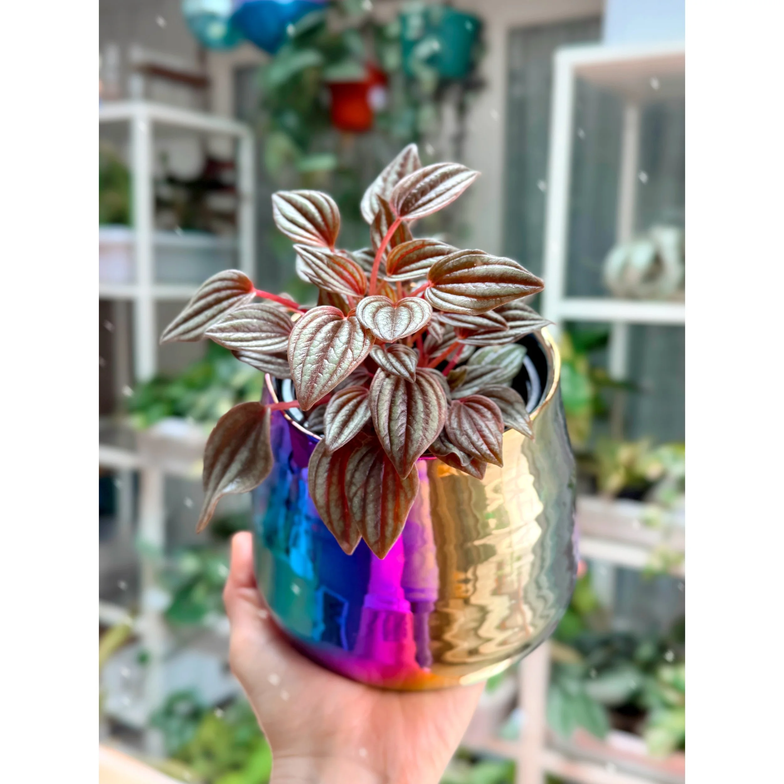 Peperomia Caperata 'Lima' in Tegan Rainbow Metallic Pot