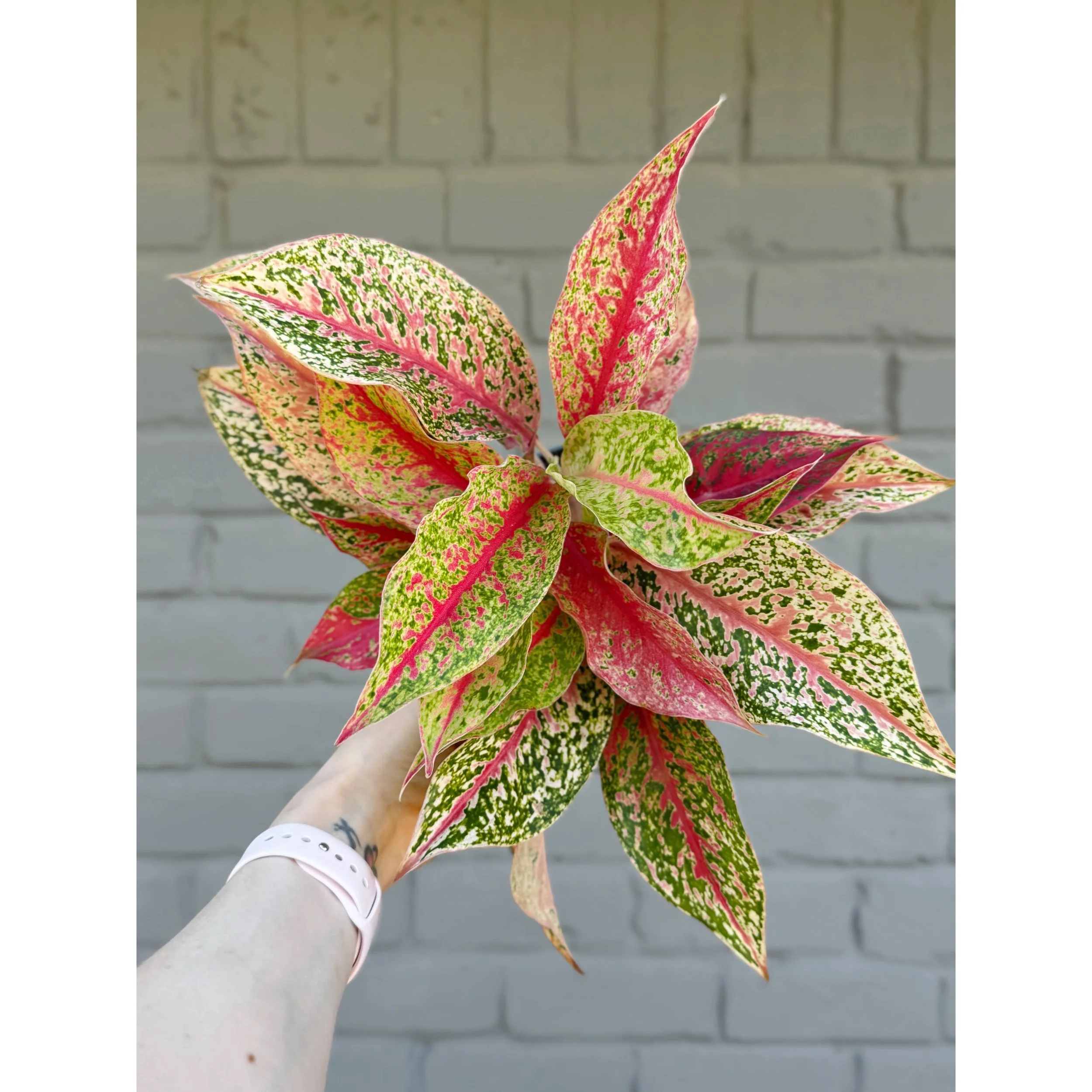 Aglaonema Hybrid 'Shining Star'