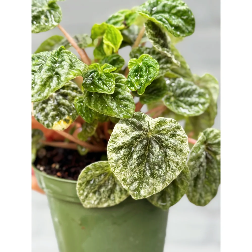 Peperomia Caperata 'Ripple' Variegated 4
