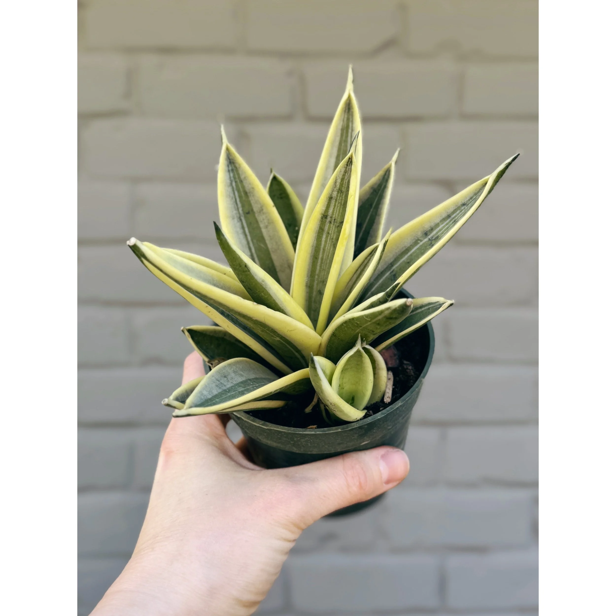 Sansevieria Hahnii 'Marble Star'