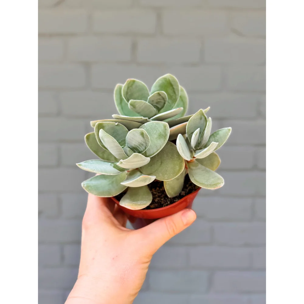 Crassula Cotyledonis 'Thunberg' 4