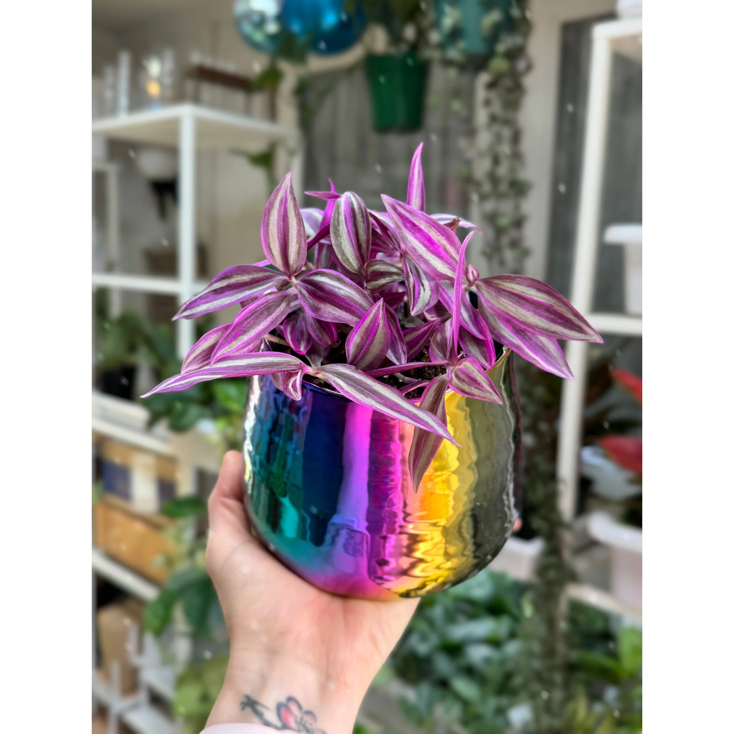 Tradescantia 'Pink Paradise' in Tegan Rainbow Pot