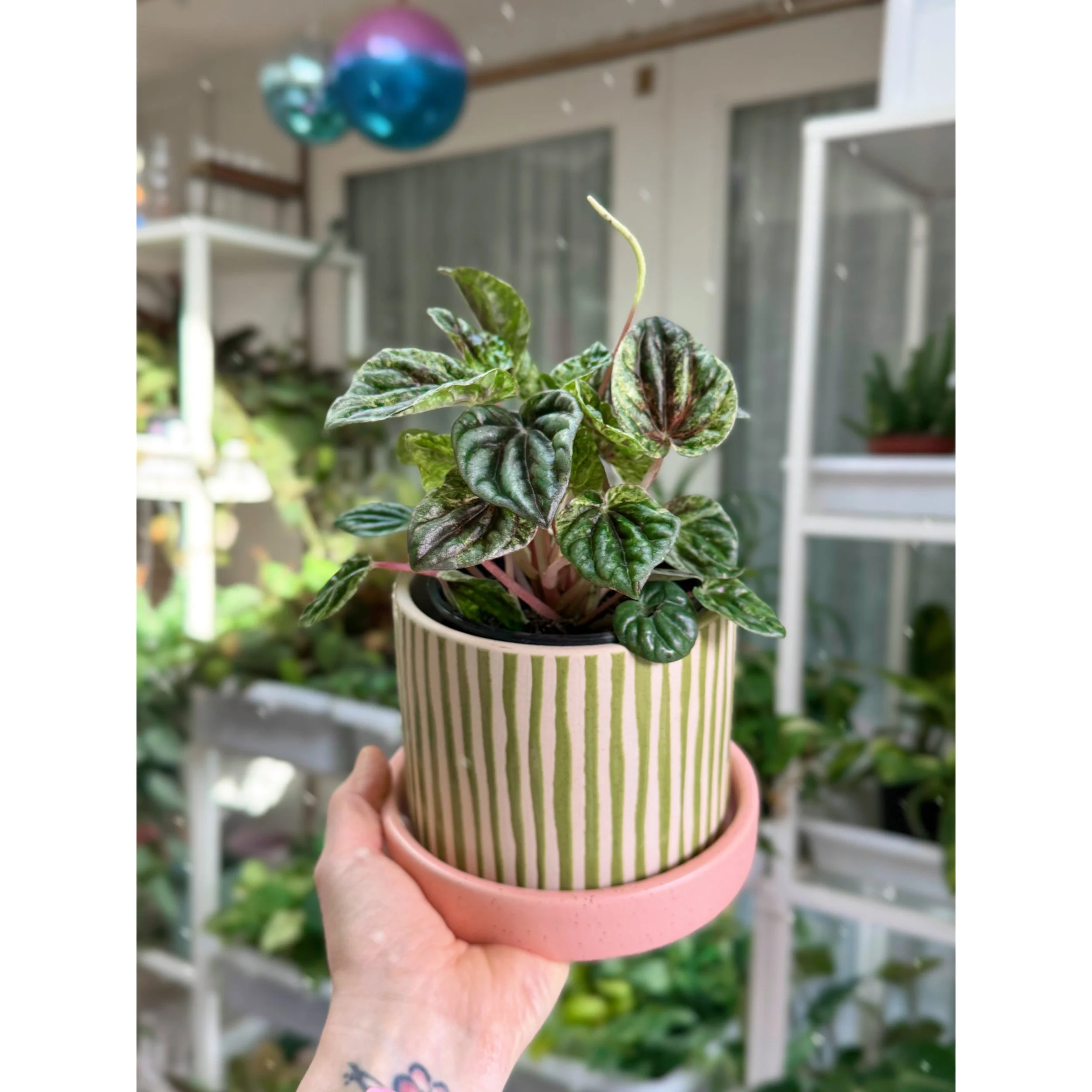 Peperomia Caperata 'Buenos Aires' in watermelon sugar pot