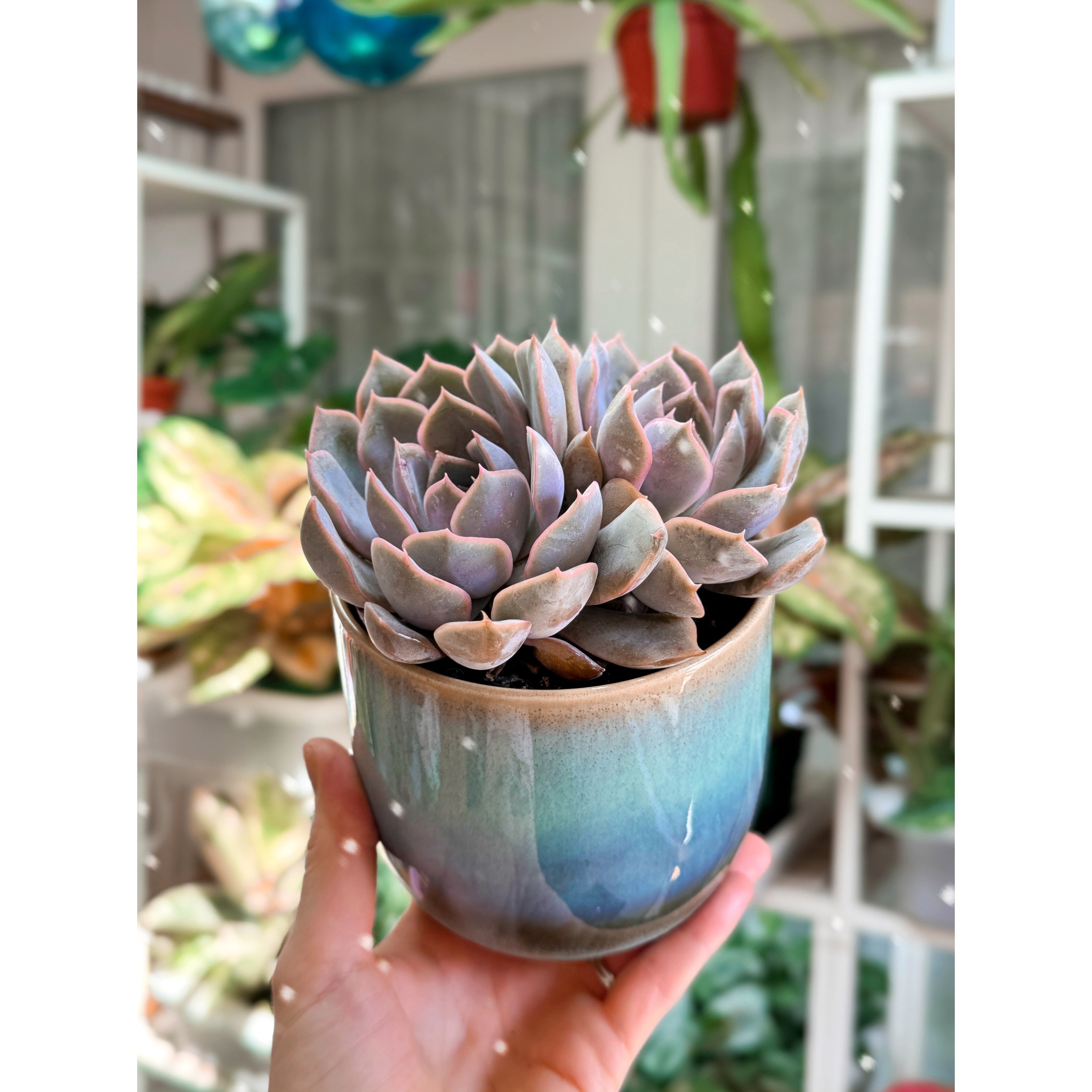 Echeveria 'Orion' in Teal Glazed Pot