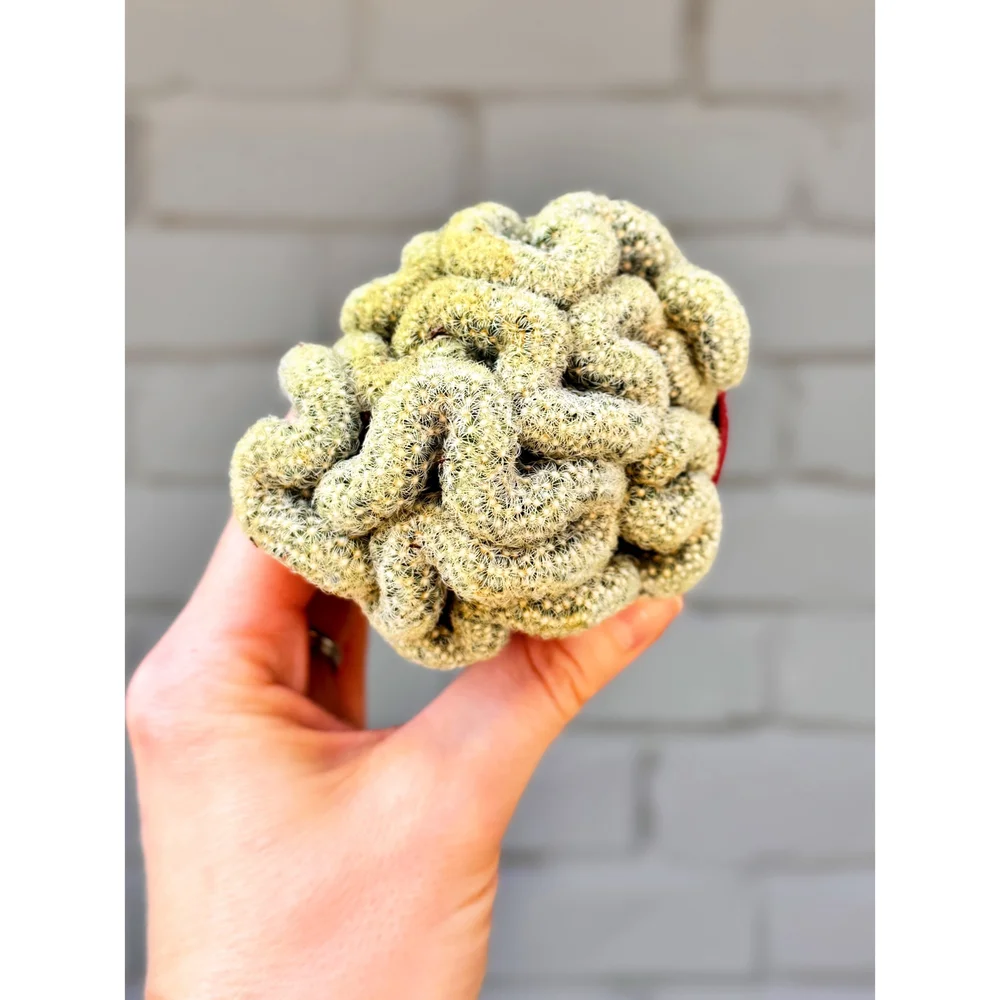 Mammillaria Cristata 'Brain Cactus' 2.5"  Stayin' Alive Succulents