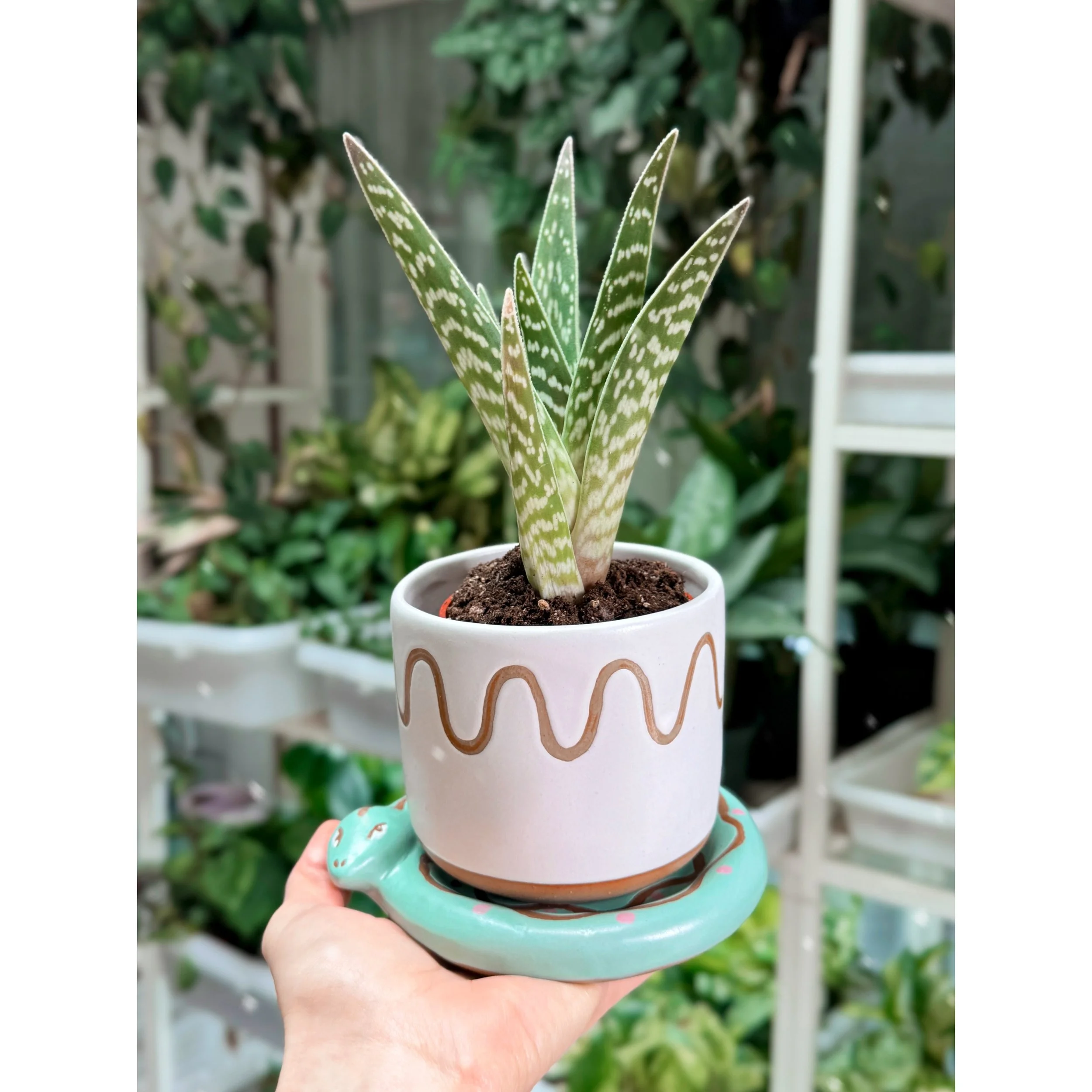 Aloe 'Pheasant Breast' aka Tiger Aloe with Bindi Snake Pot