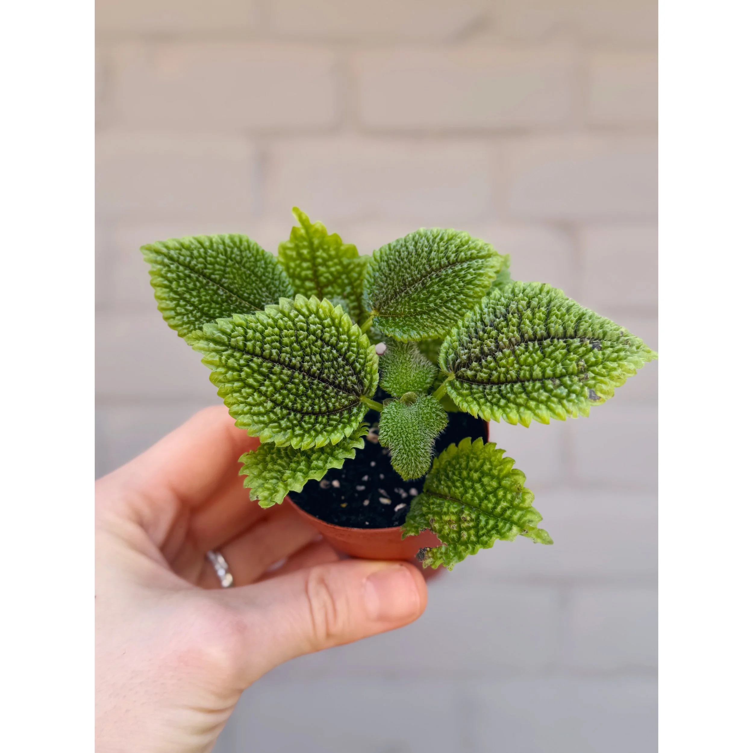 Pilea Mollis 'Moon Valley'