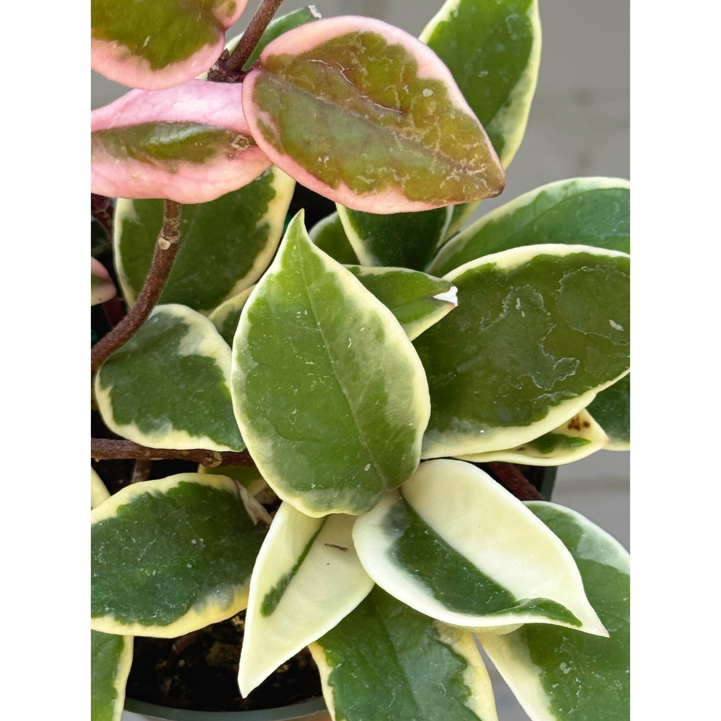 Hoya Carnosa 'Krimson Queen'
