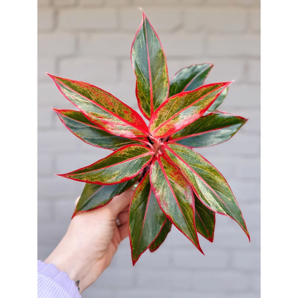 Aglaonema Hybrid 'Siam Aurora' Pink and Red 4"  Stayin' Alive Succulents
