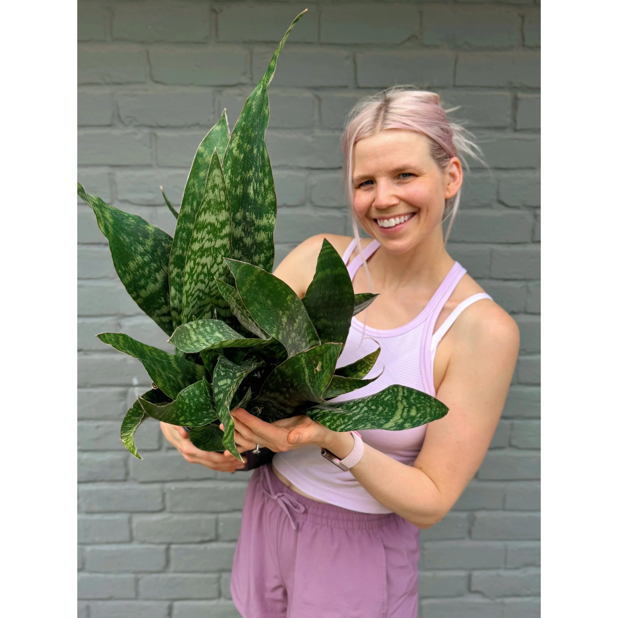 Sansevieria Masoniana 'Shark Fin'