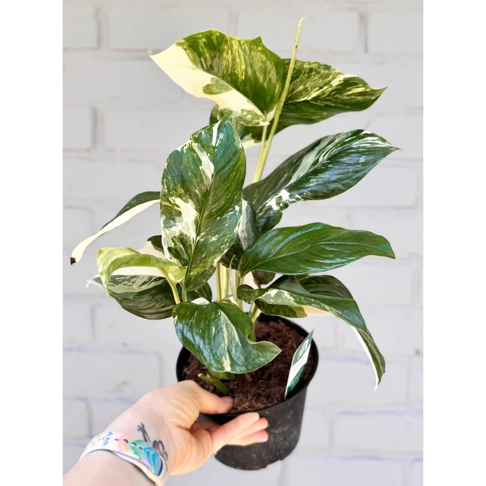 Monstera Lechleriana Variegated 6