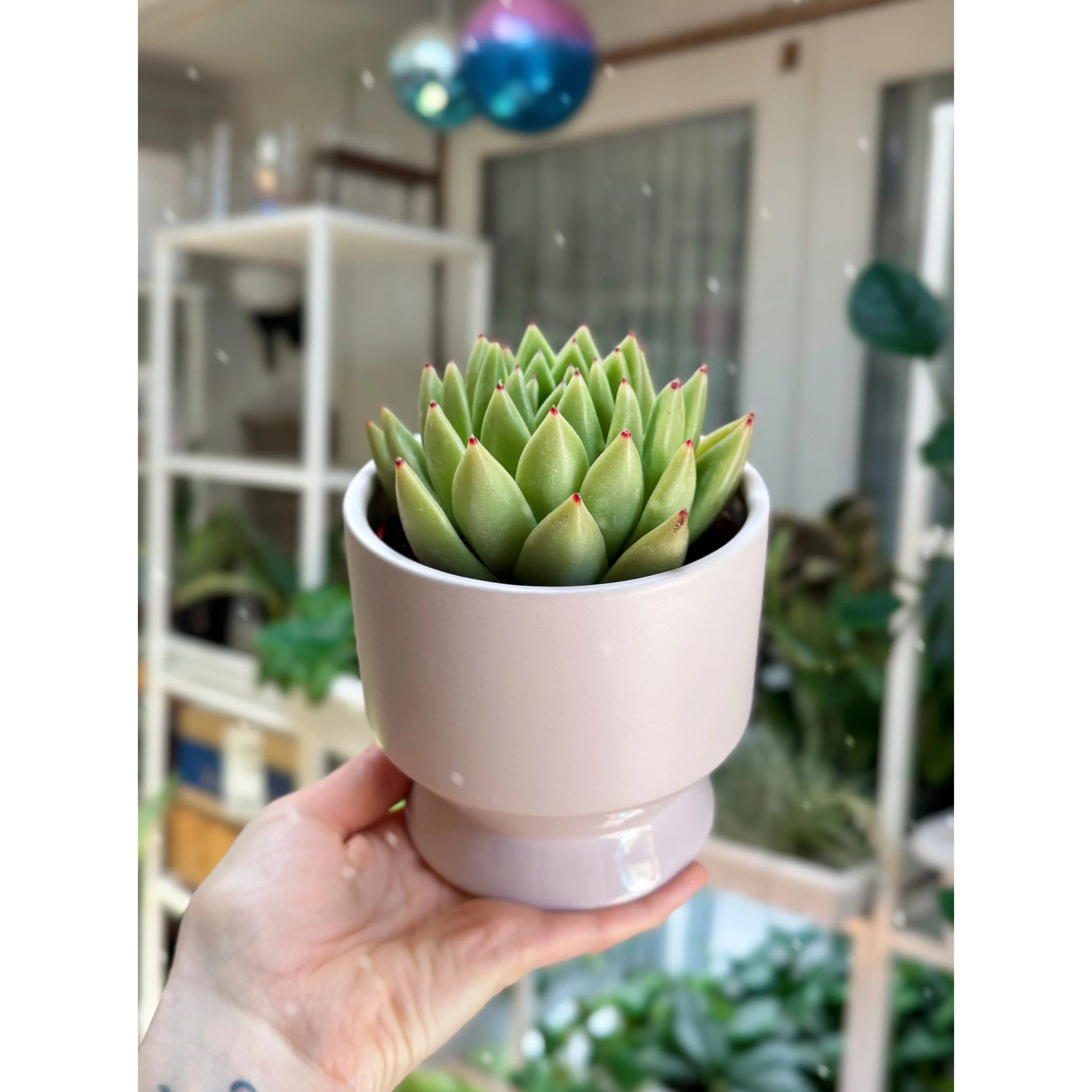 Echeveria Agavoides 'Miranda'in Tan Pasadena Pot