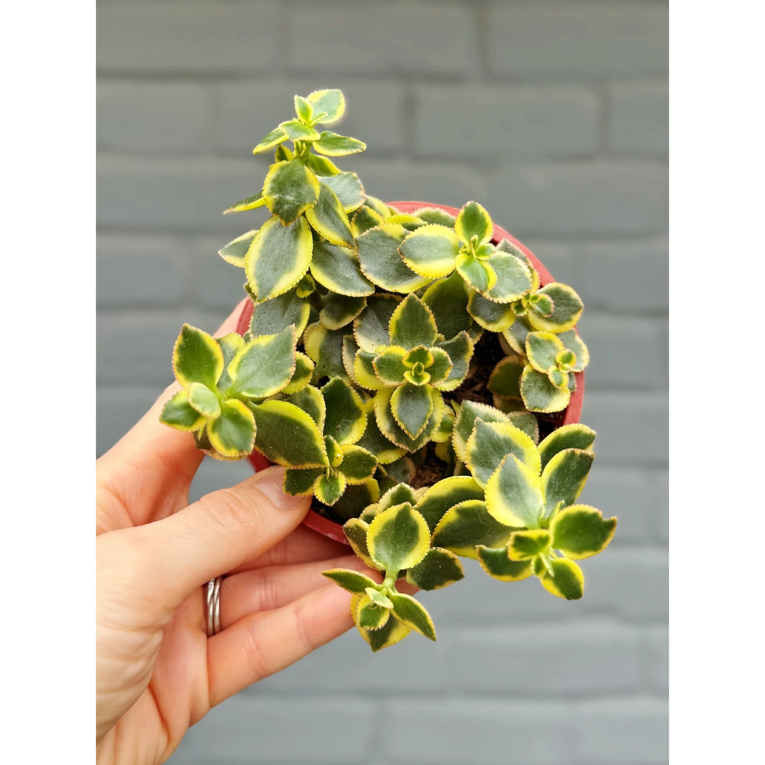 Crassula Sarmentosa 'Comet' 4"