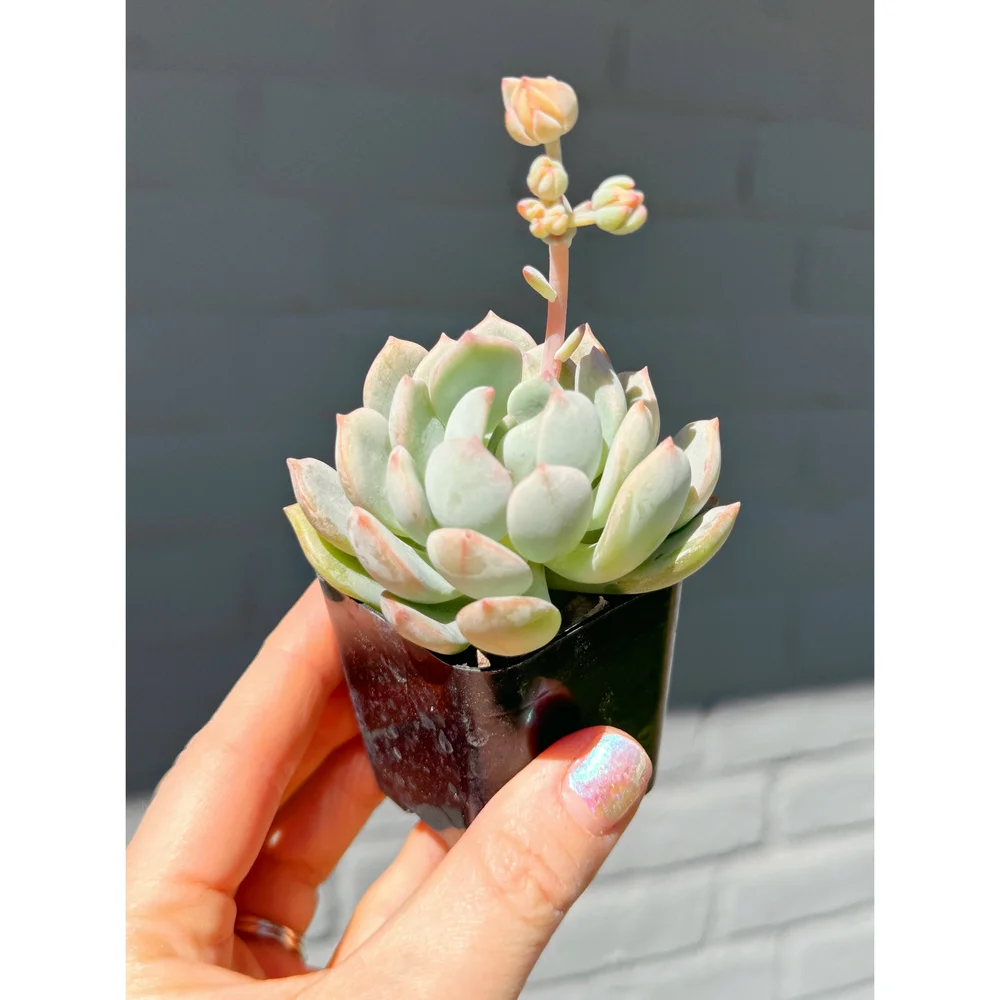 Graptoveria 'A Grim One' 2