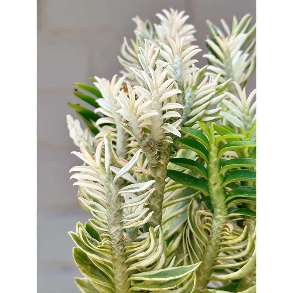 künstlicher bonsai groß Künstlicher Bonsai] Yoshitoki main image 1
