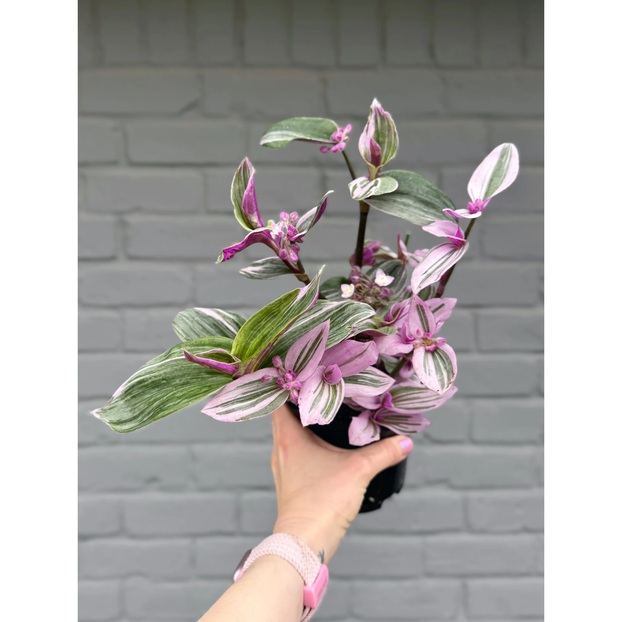 Tradescantia 'Nanouk'