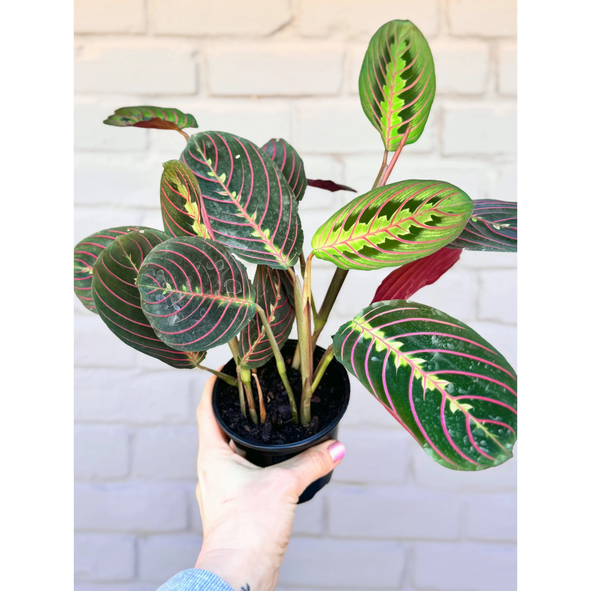 Red Maranta (Prayer Plant)