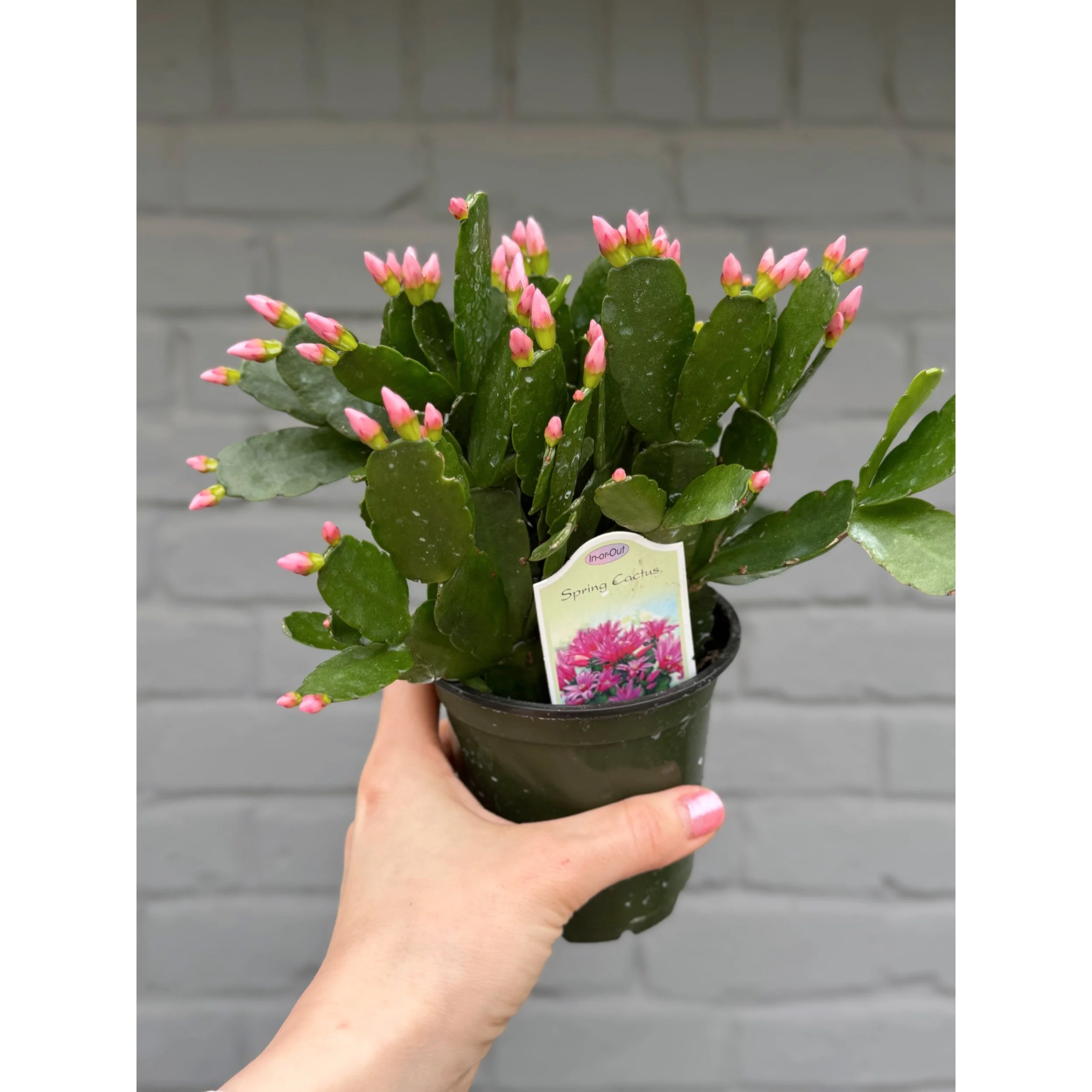 Spring Cactus - Light Pink 4"