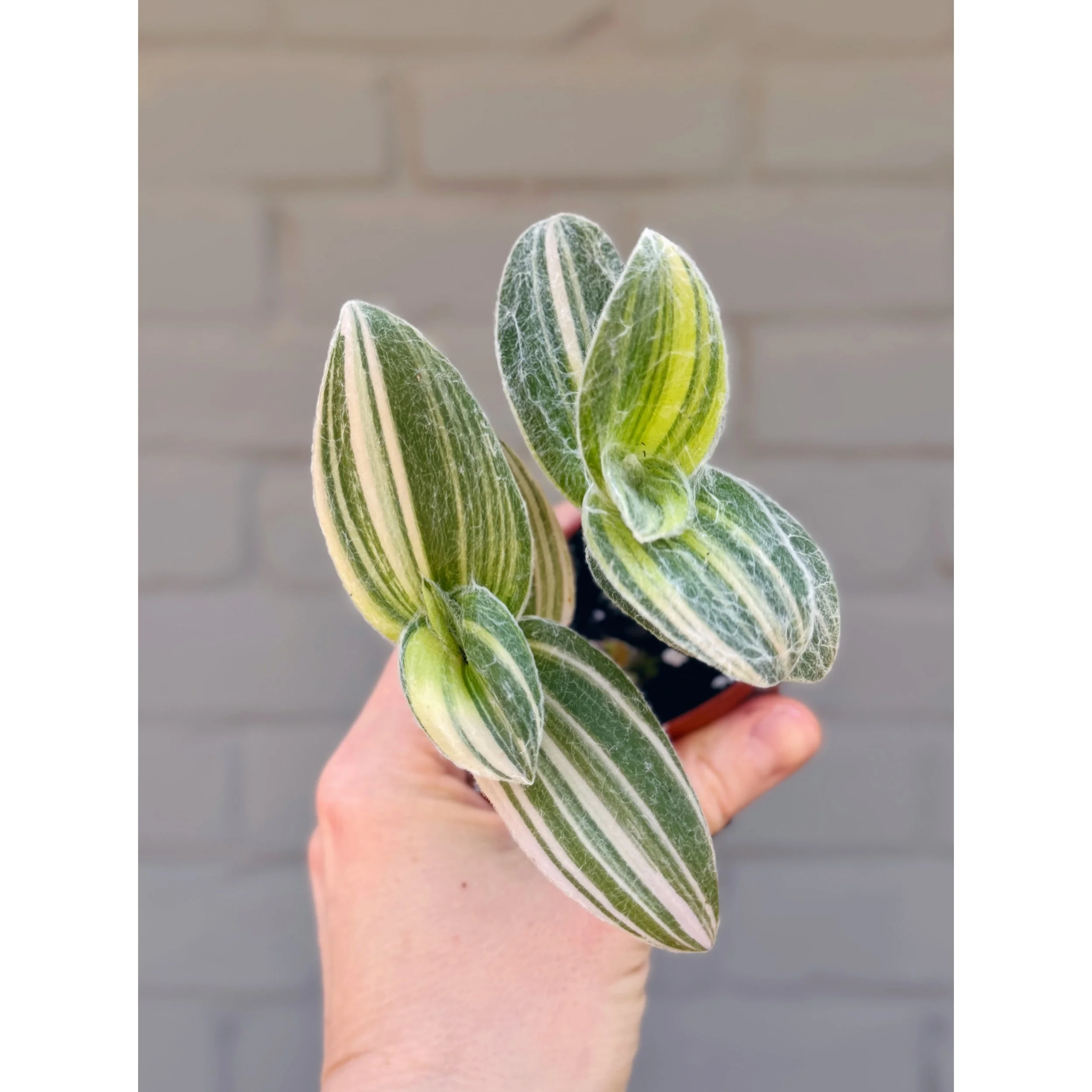 Tradescantia Sillamontana Variegata 'White Velvet'