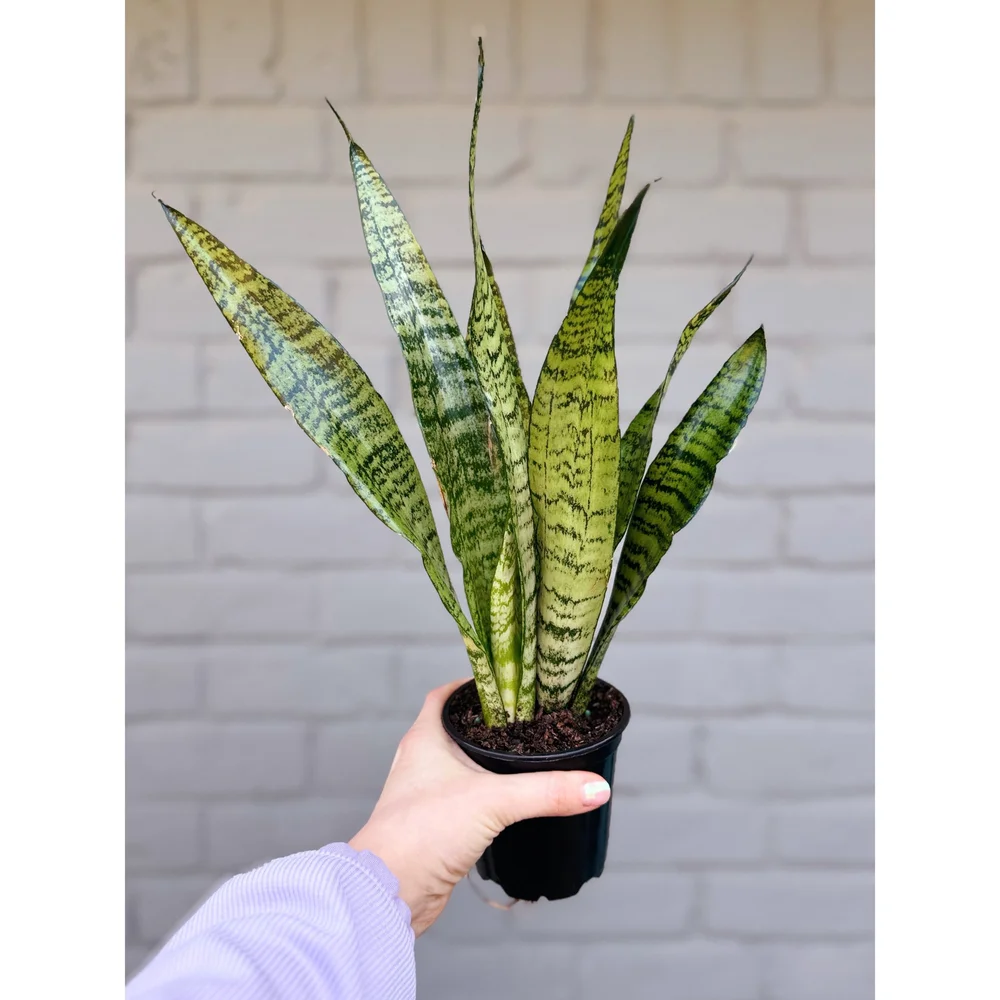 洋書 the splendid sansevieria 6