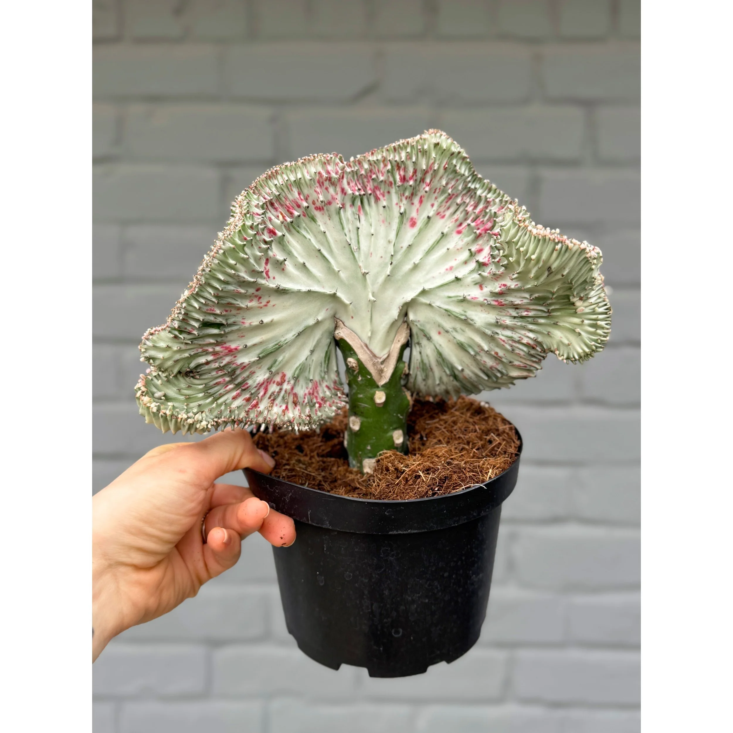 Grafted Coral Cactus 'Mermaid Tail' - Silver and Pink