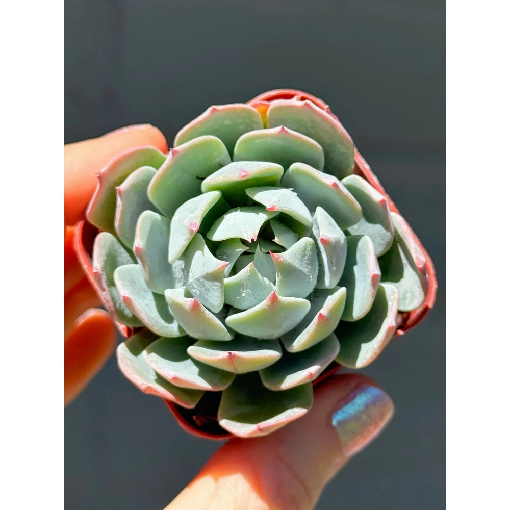 Echeveria 'Blue Mist' 2