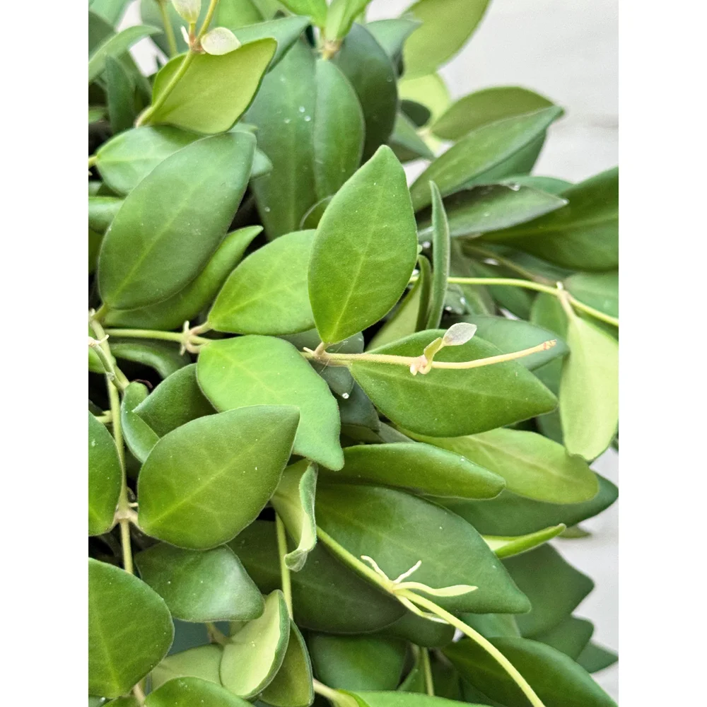 Hoya 専用 Hoya Sp. Aff. Burtoniae 6