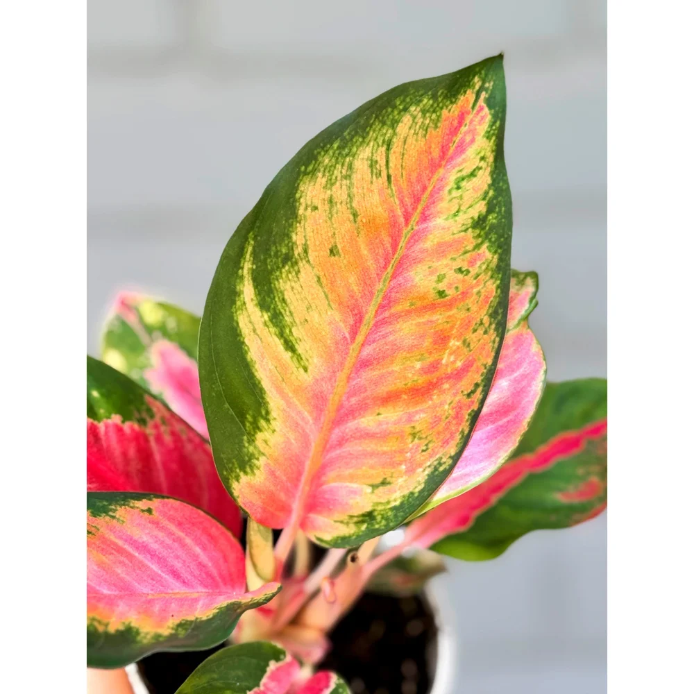 Aglaonema Hybrid 'Red Cochin' 4
