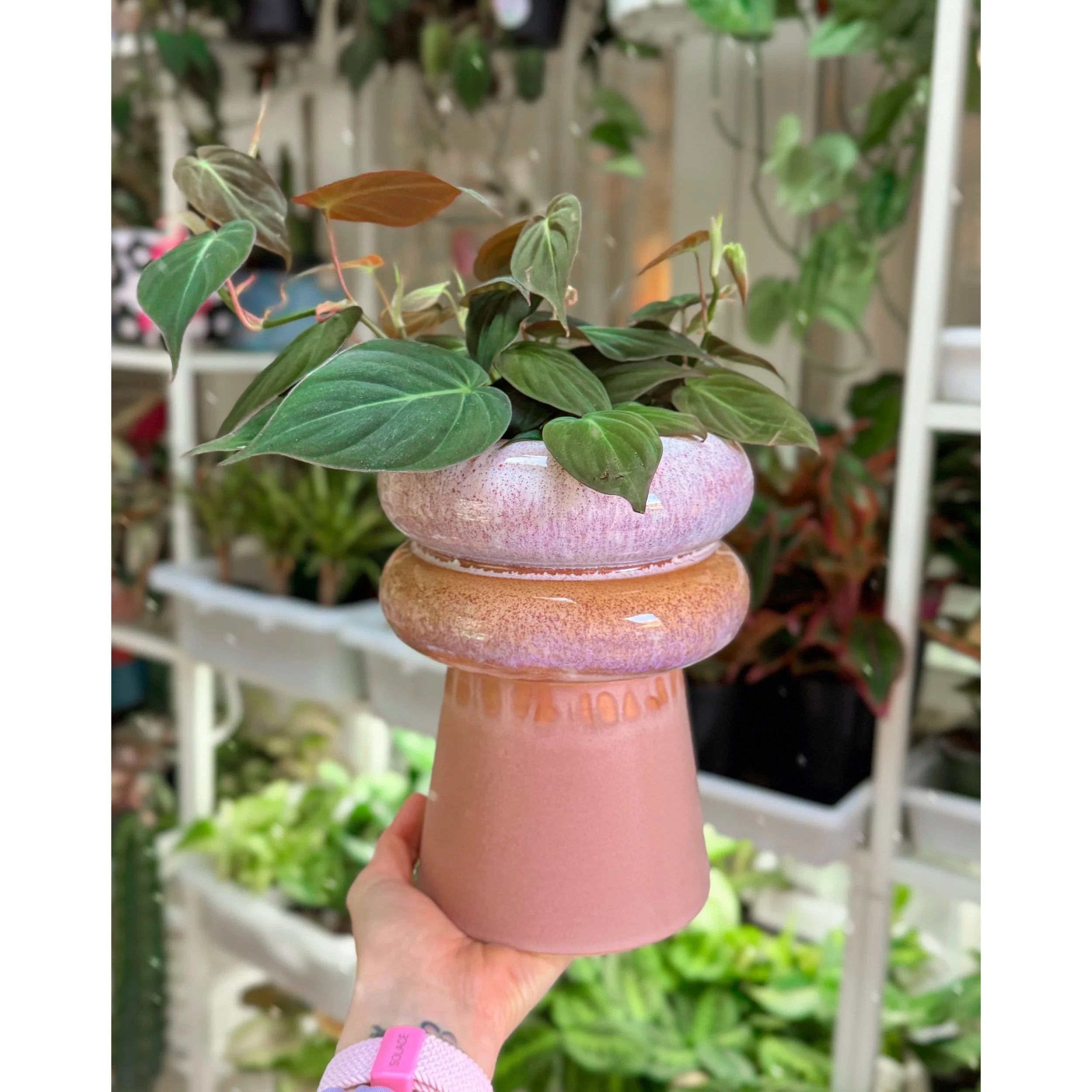 Philodendron Hederaceum 'Micans' with Lefkara Pot