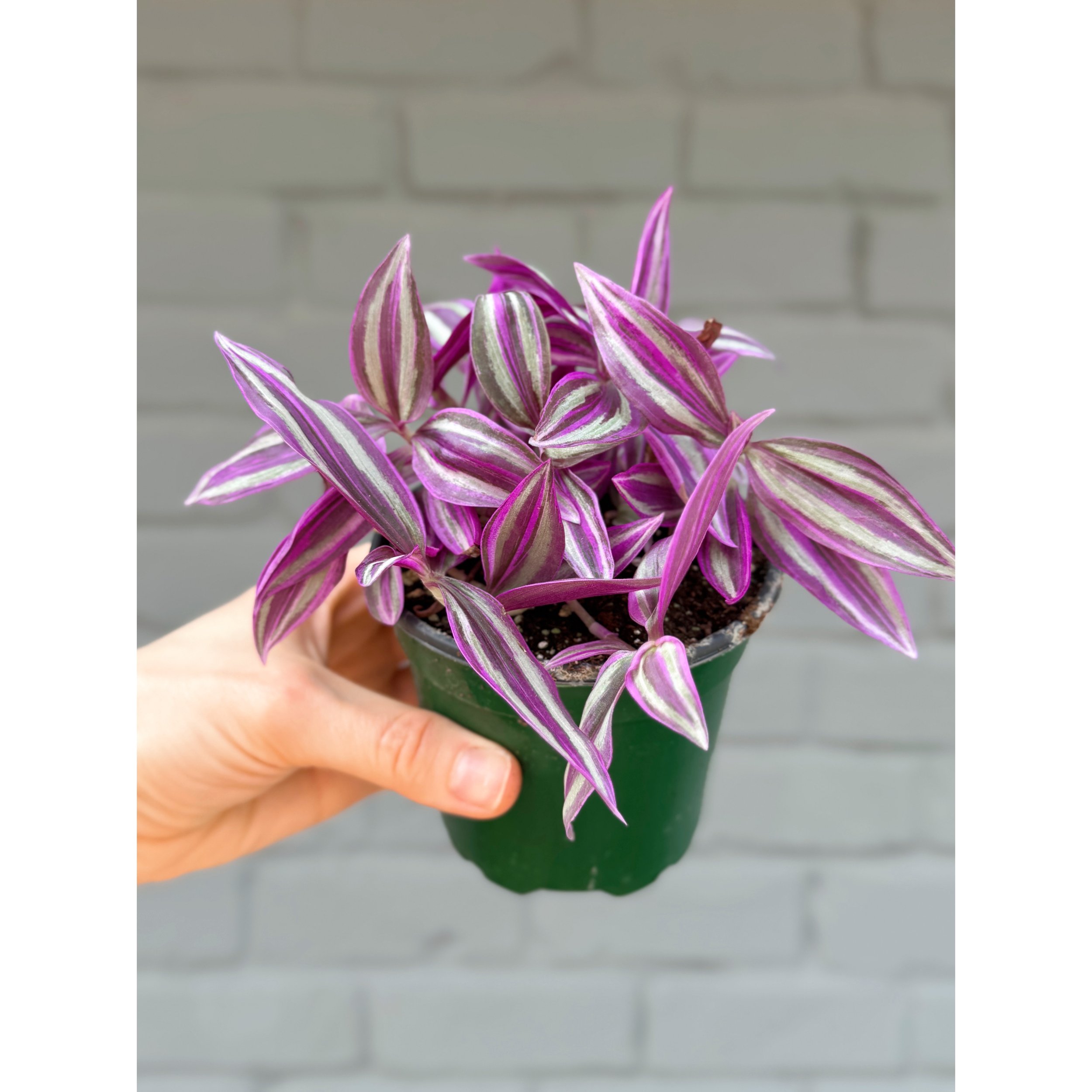 Tradescantia 'Pink Paradise'