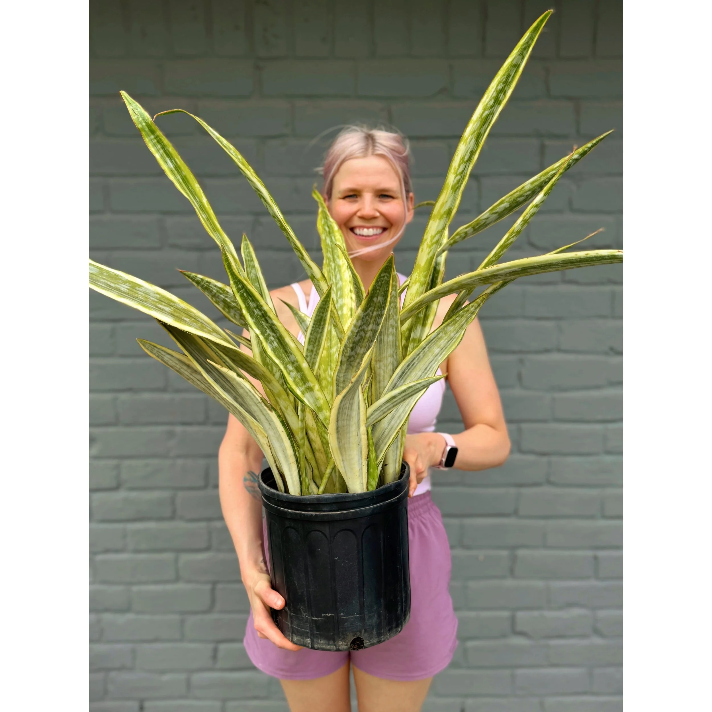 Sansevieria Aubrytiana 'Lauren'
