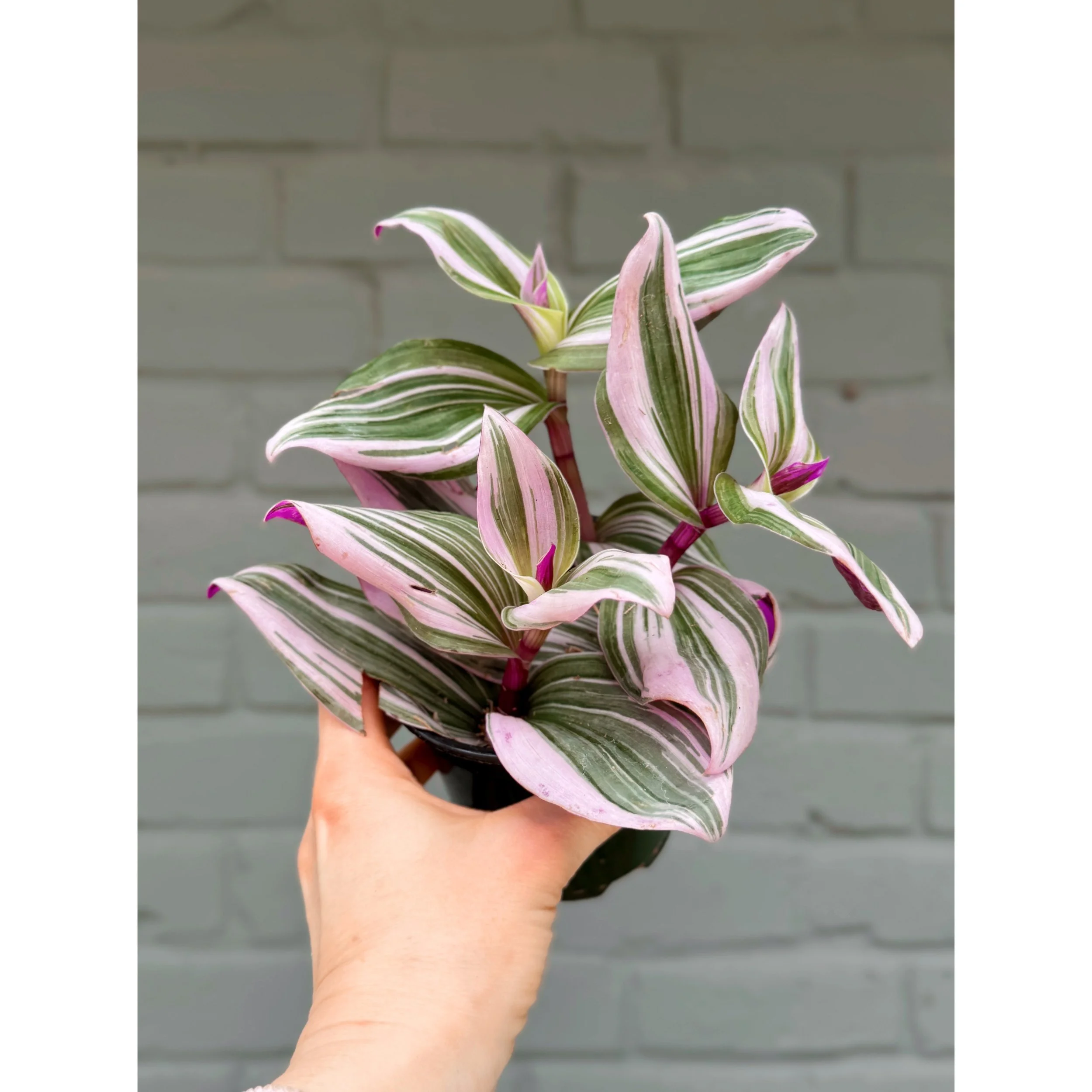 Tradescantia 'Nanouk'