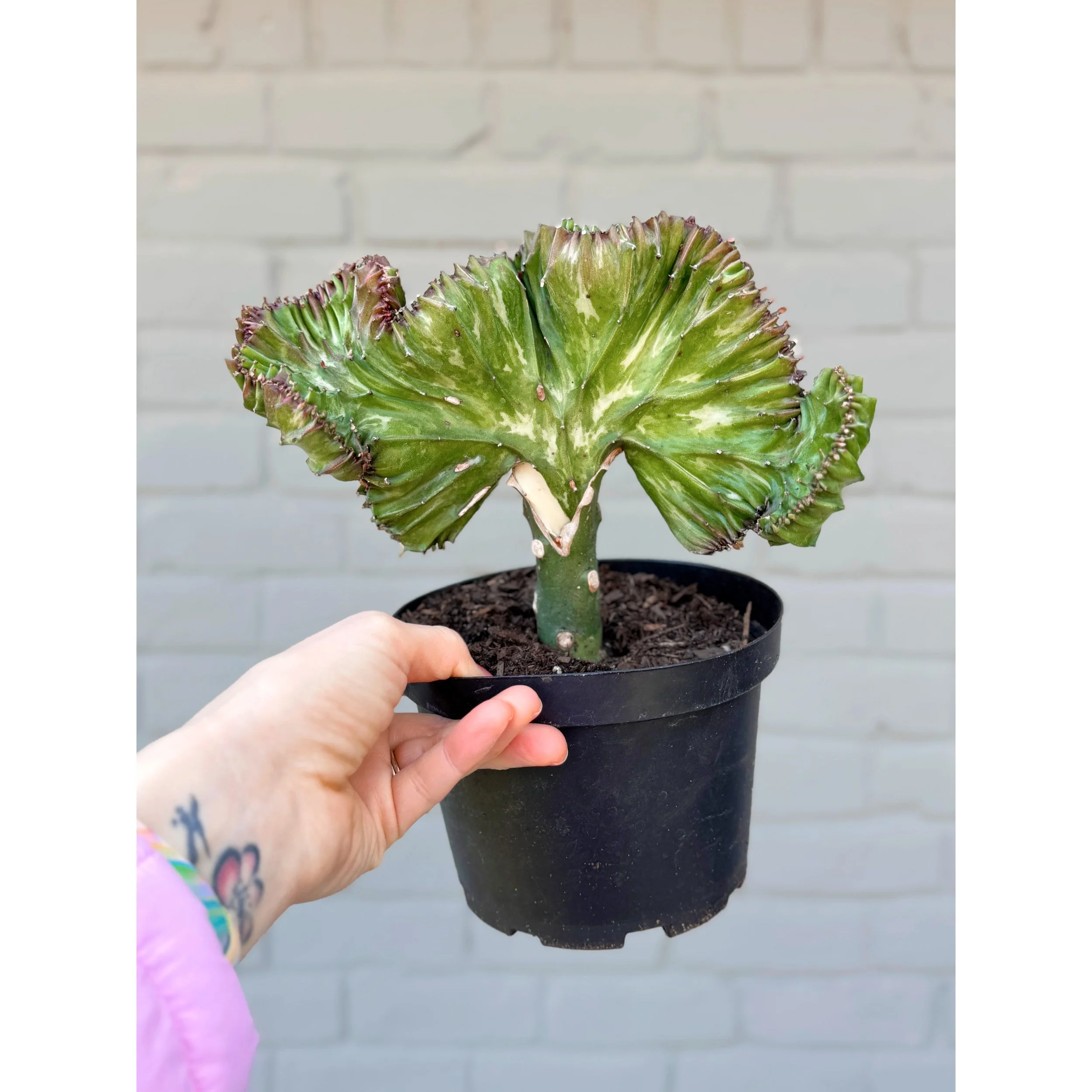 Grafted Coral Cactus 'Mermaid Tail' Burgundy/Green
