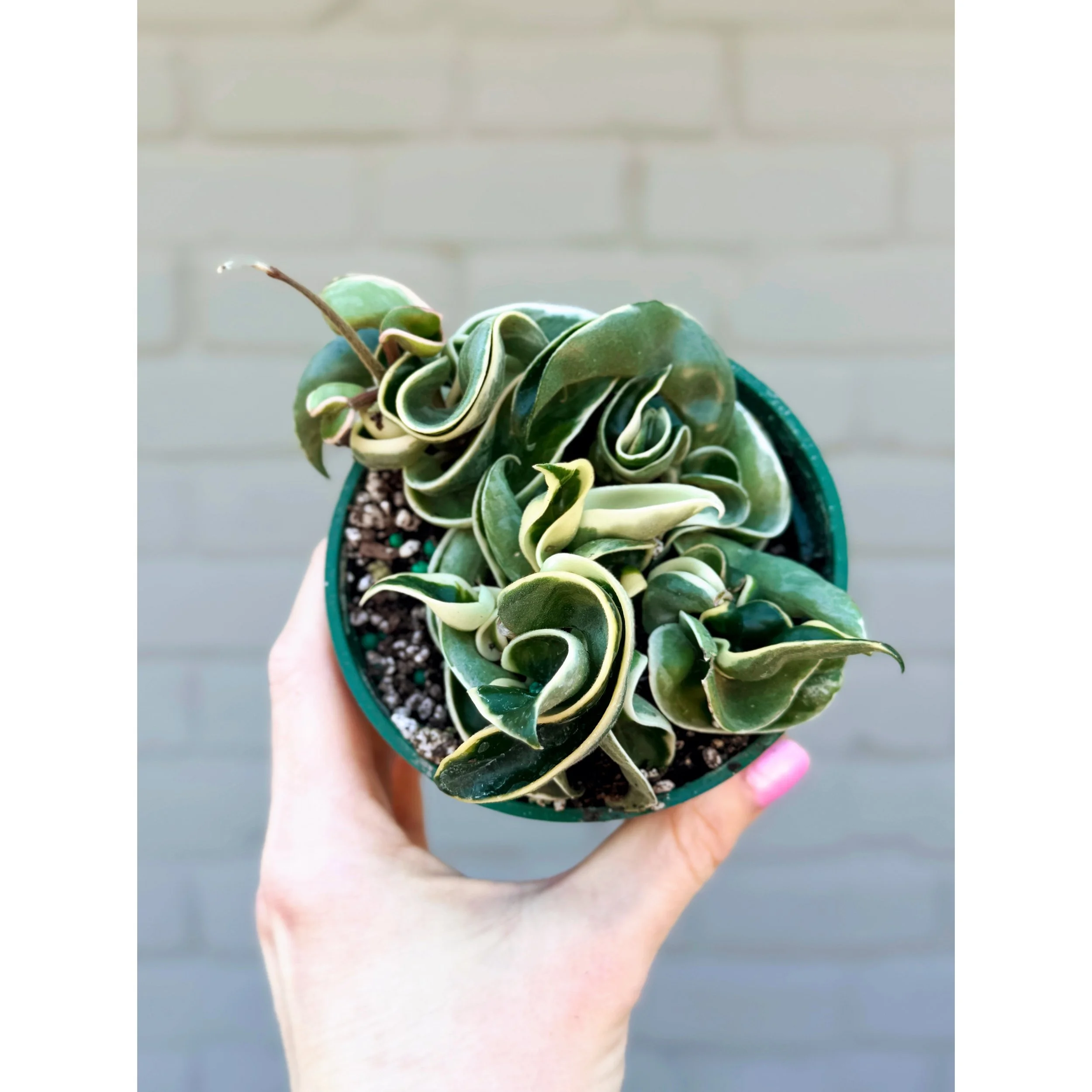 Hoya Carnosa Compacta 'Variegated Hindu Rope'
